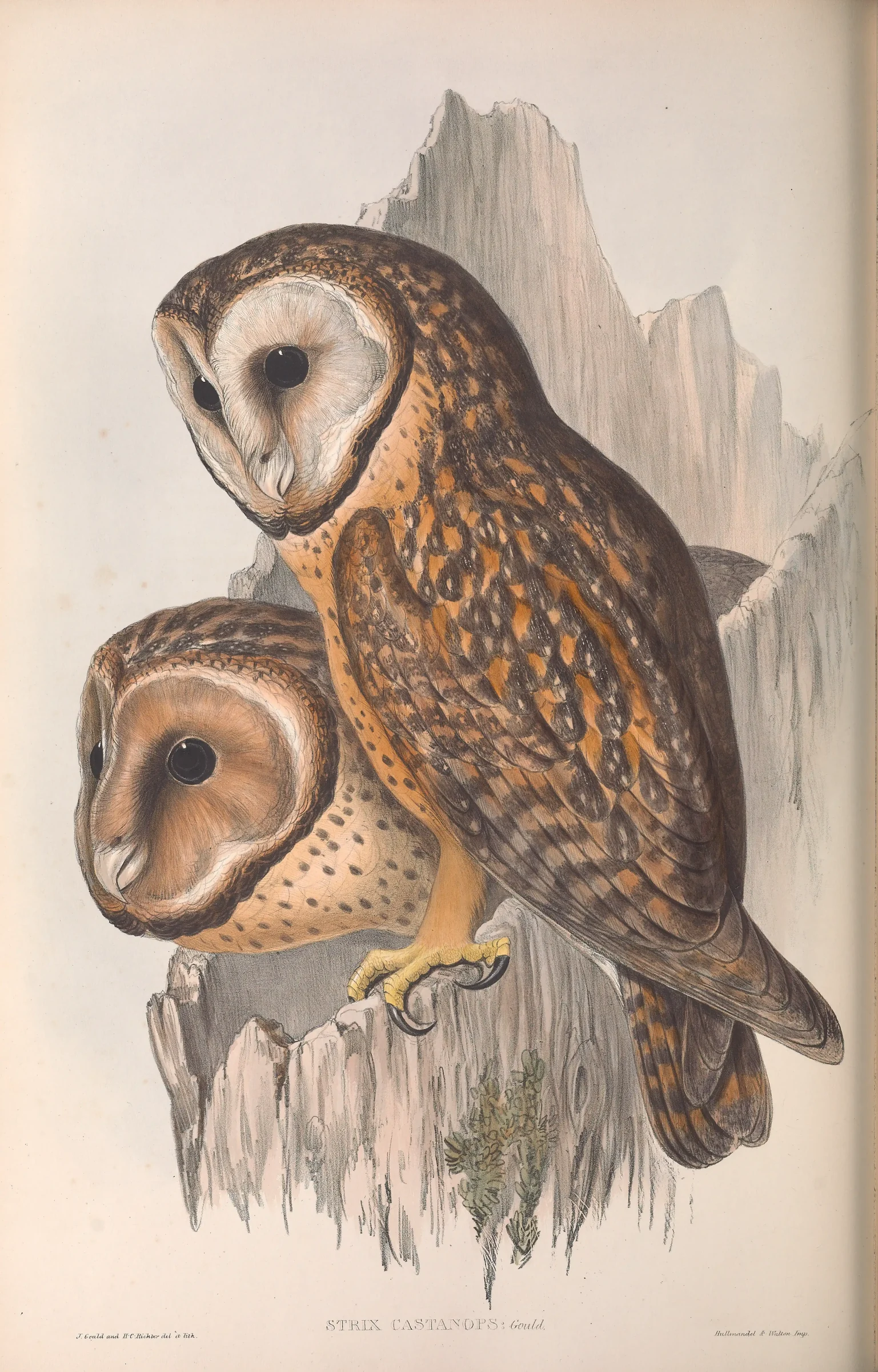Historical bird plate: Australasian Masked Owl
