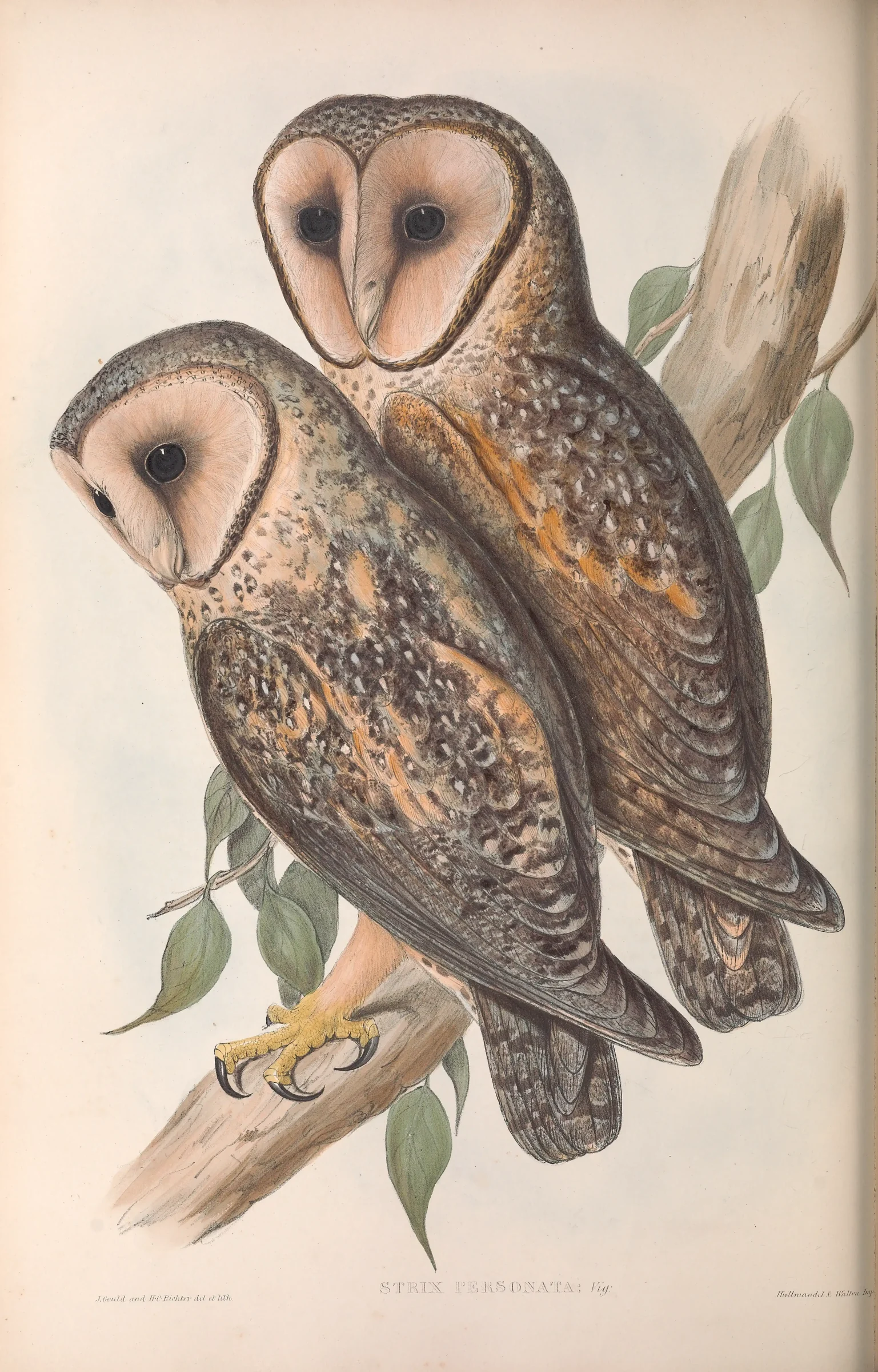 Historical bird plate: Australasian Masked Owl
