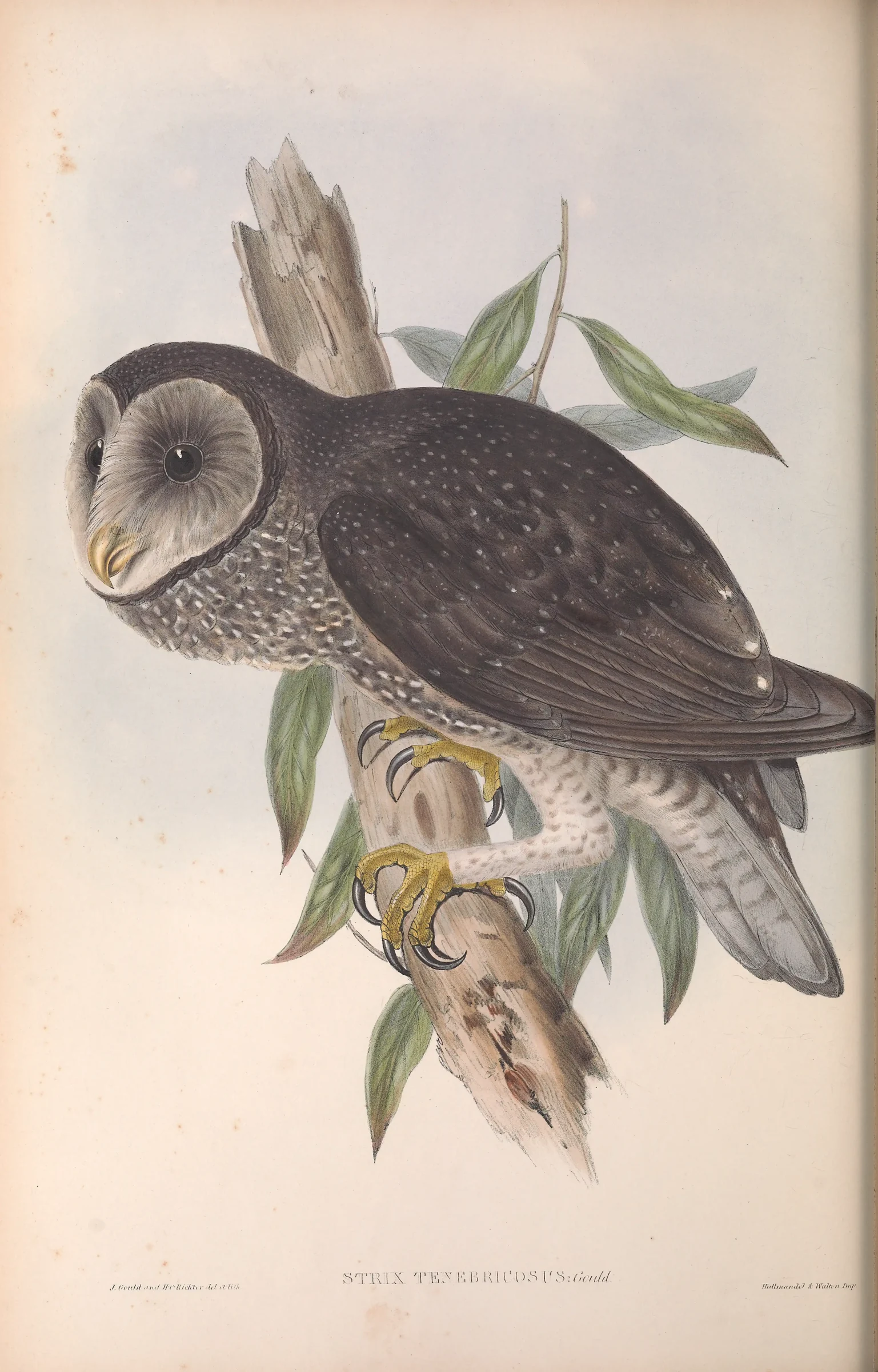 Historical bird plate: Sooty Owl