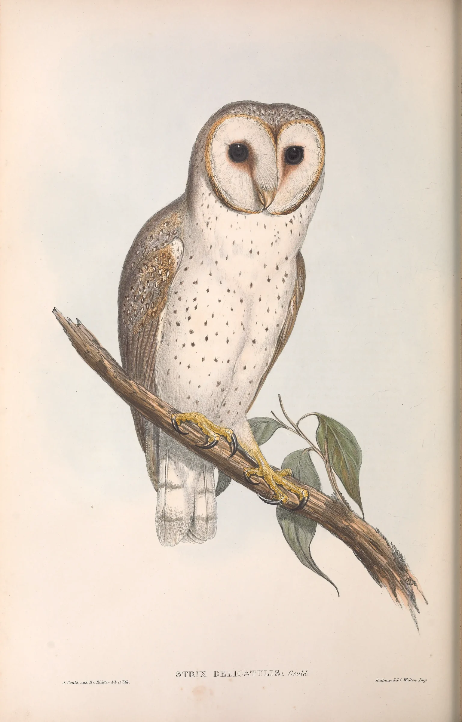 Historical bird plate: Eastern Barn Owl