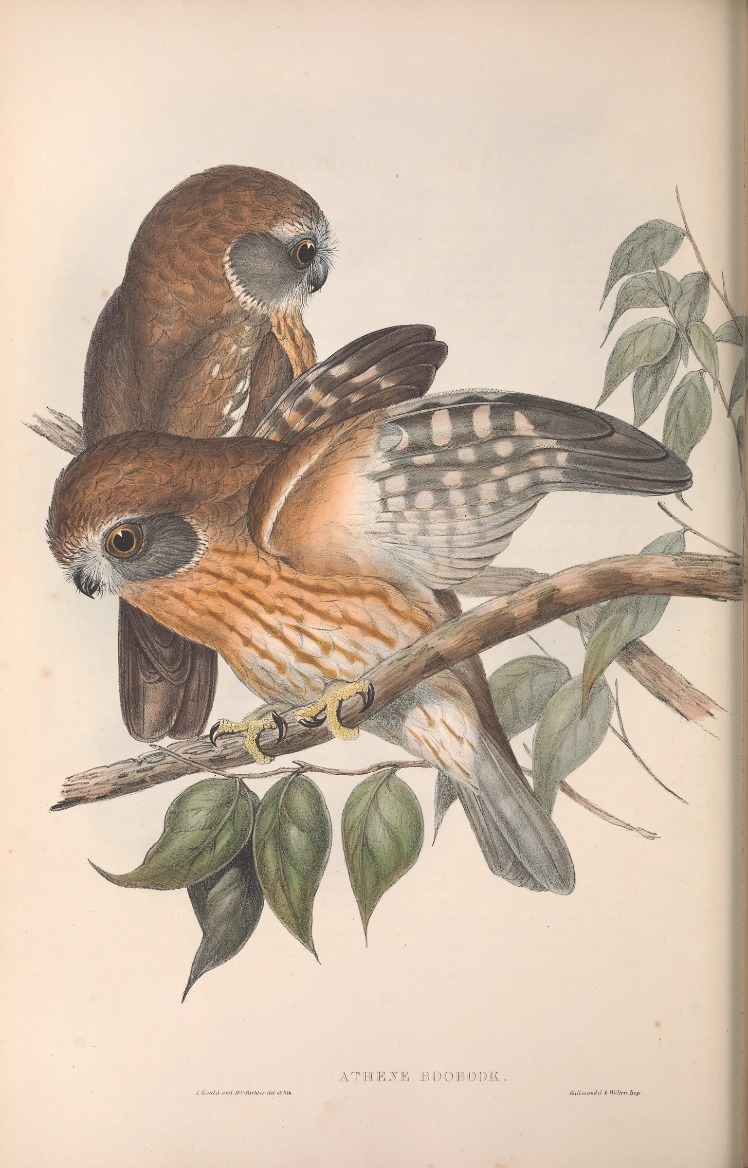 Historical bird plate: Australian Boobook