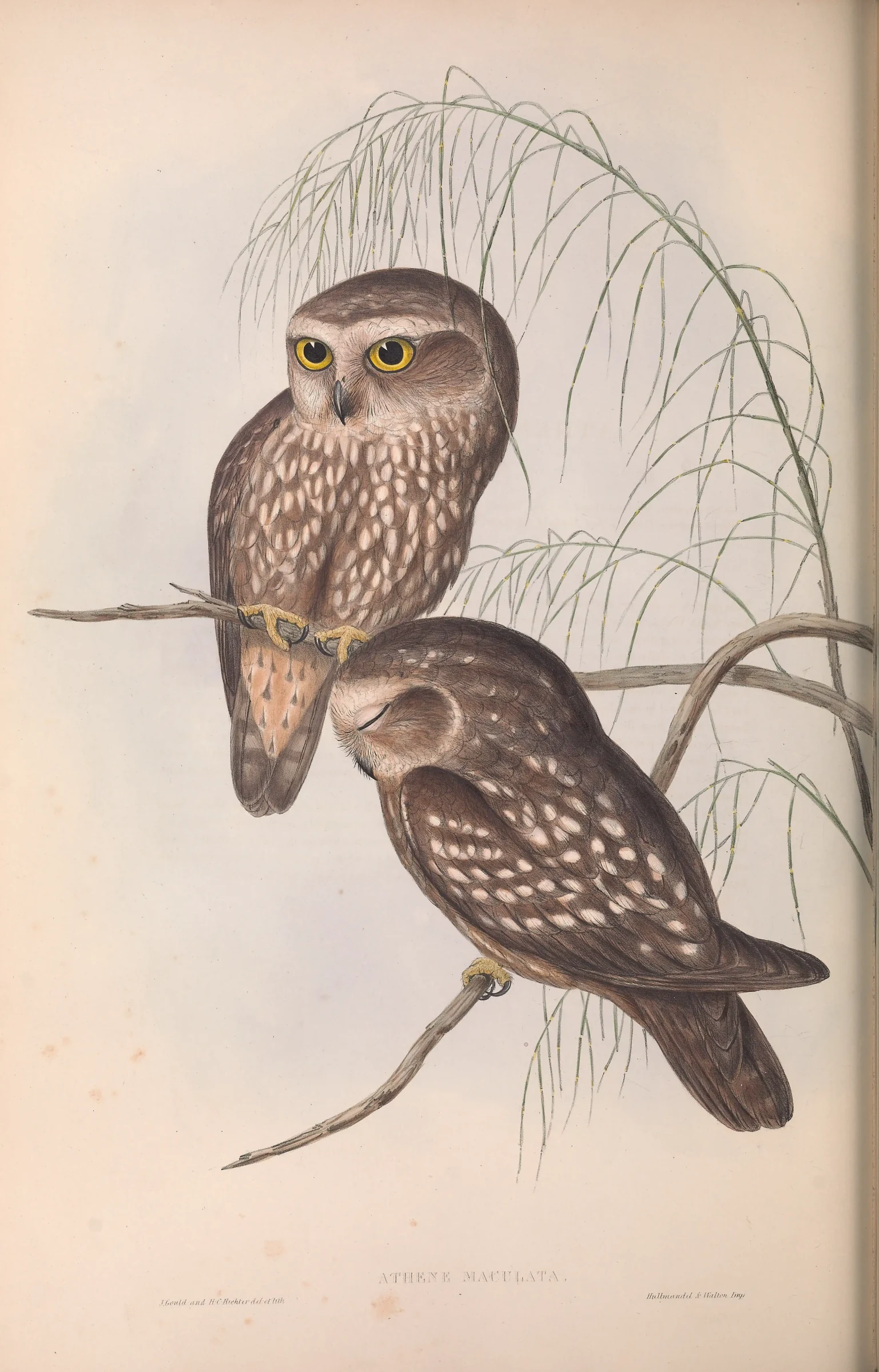 Historical bird plate: Tasmanian Boobook