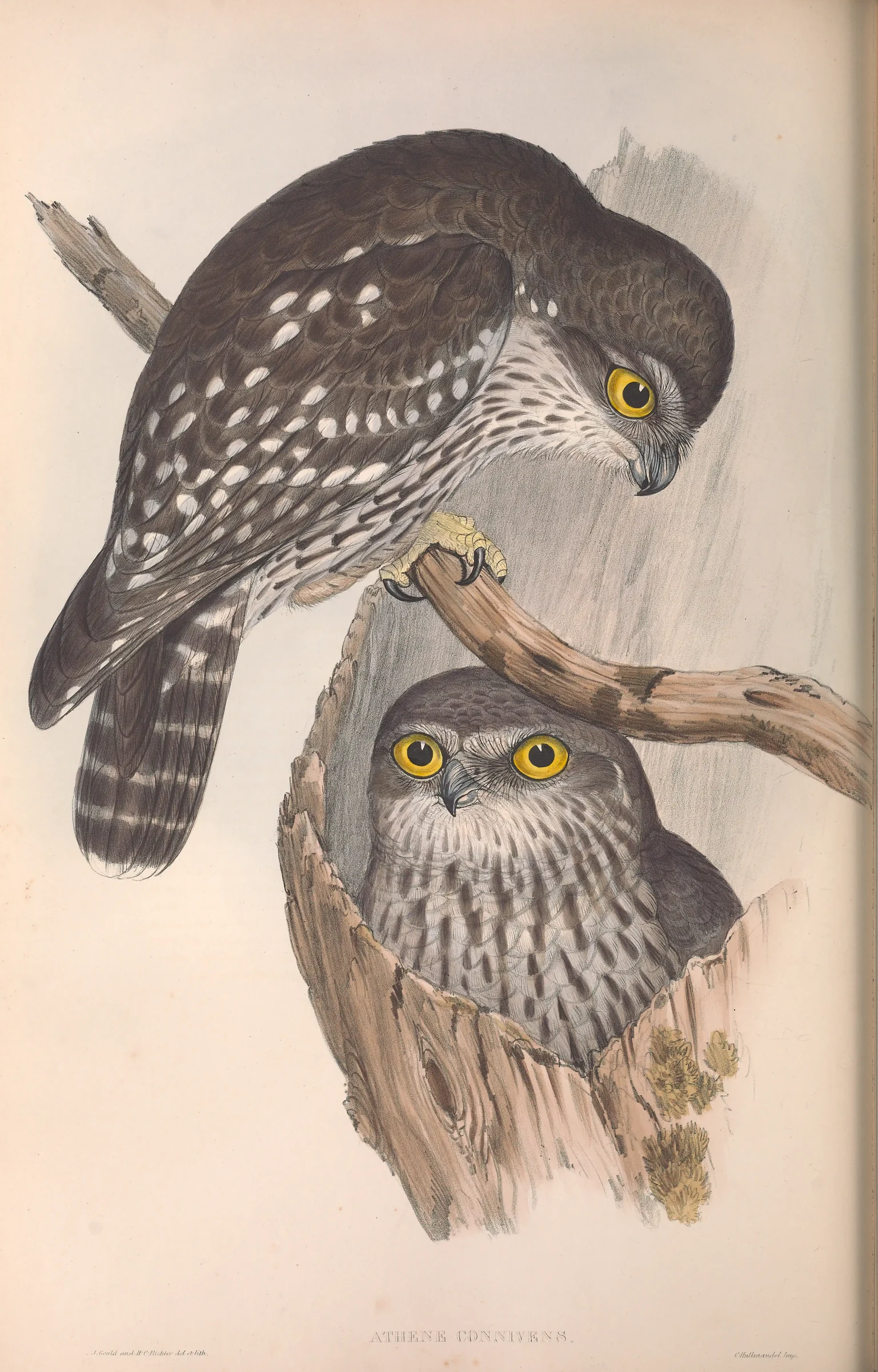 Historical bird plate: Barking Owl