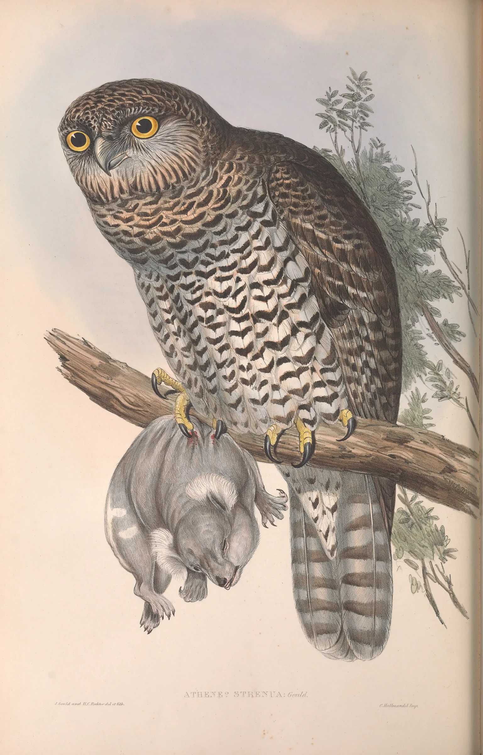 Historical bird plate: Powerful Owl