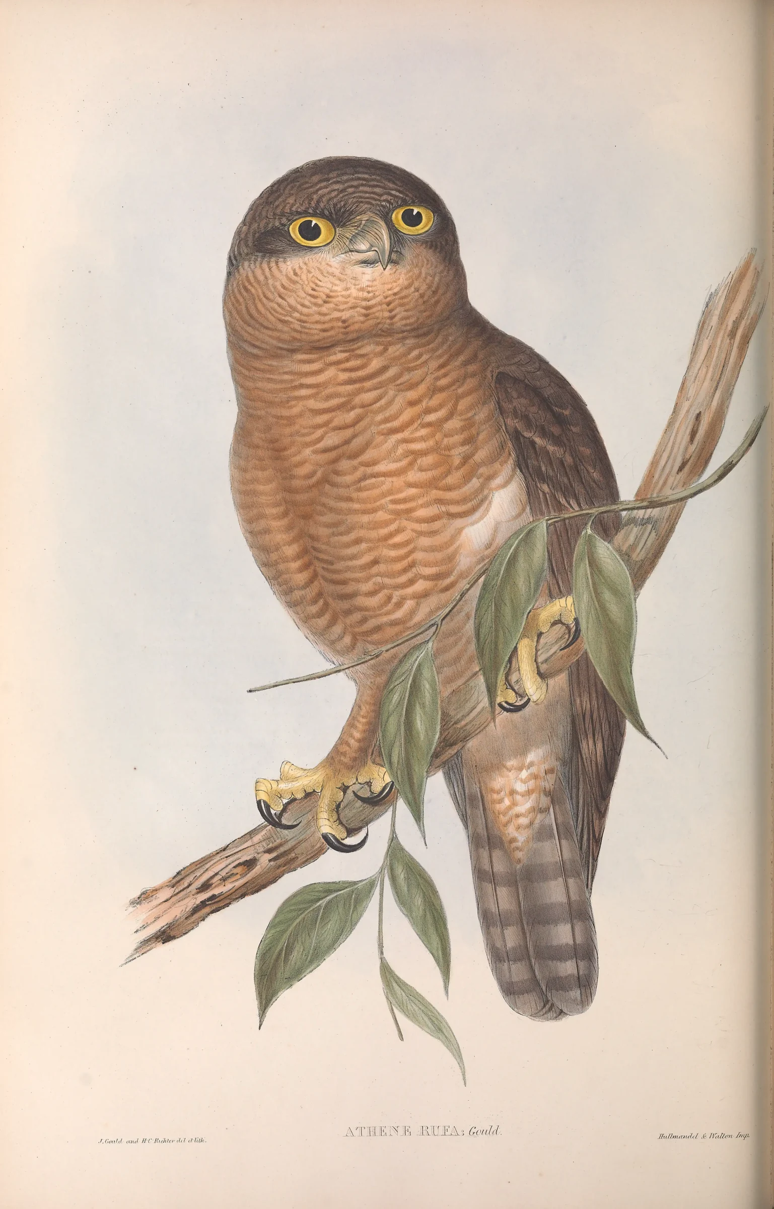 Historical bird plate: Rufous Owl
