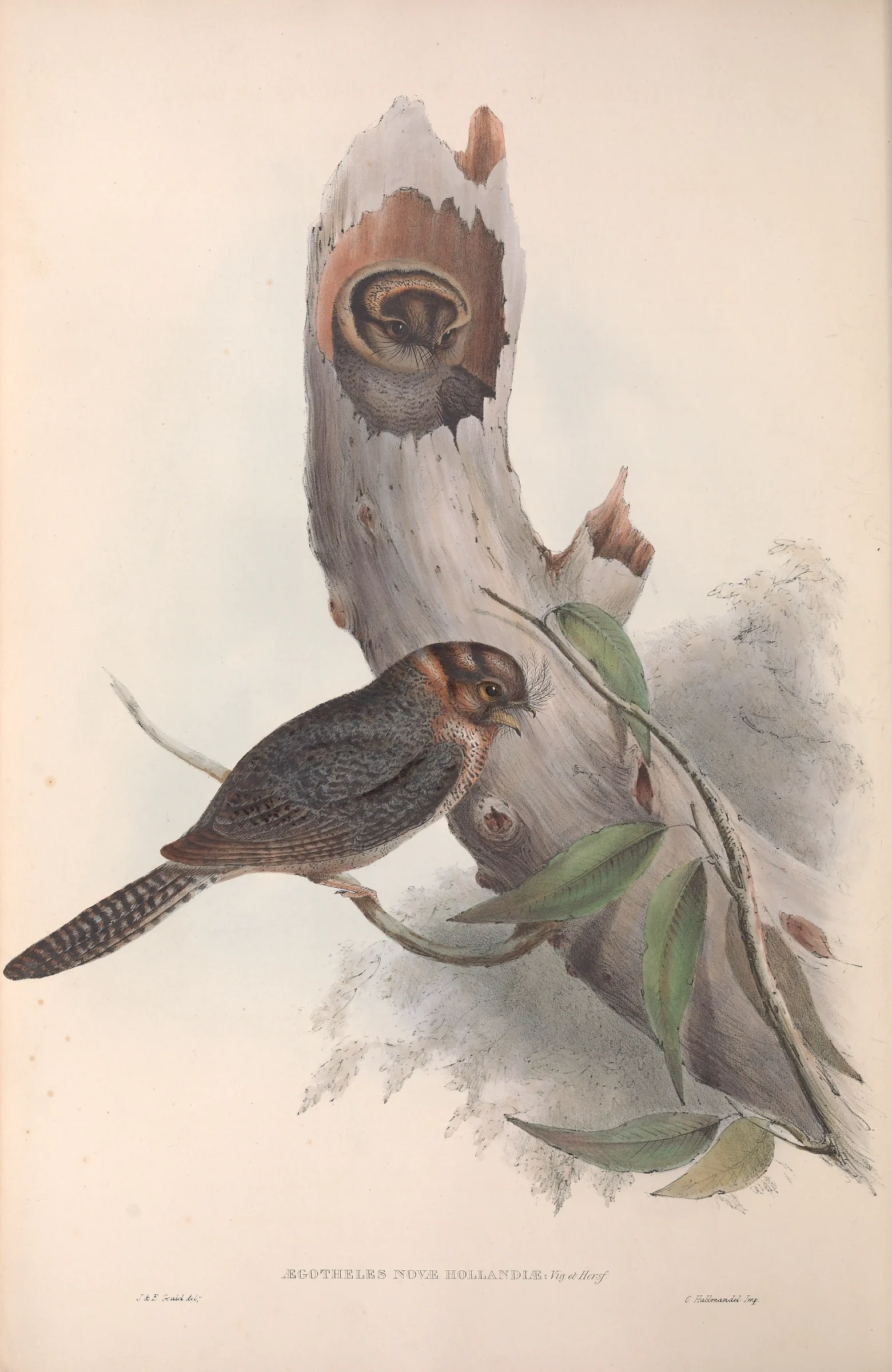 Historical bird plate: Australian Owlet-nightjar