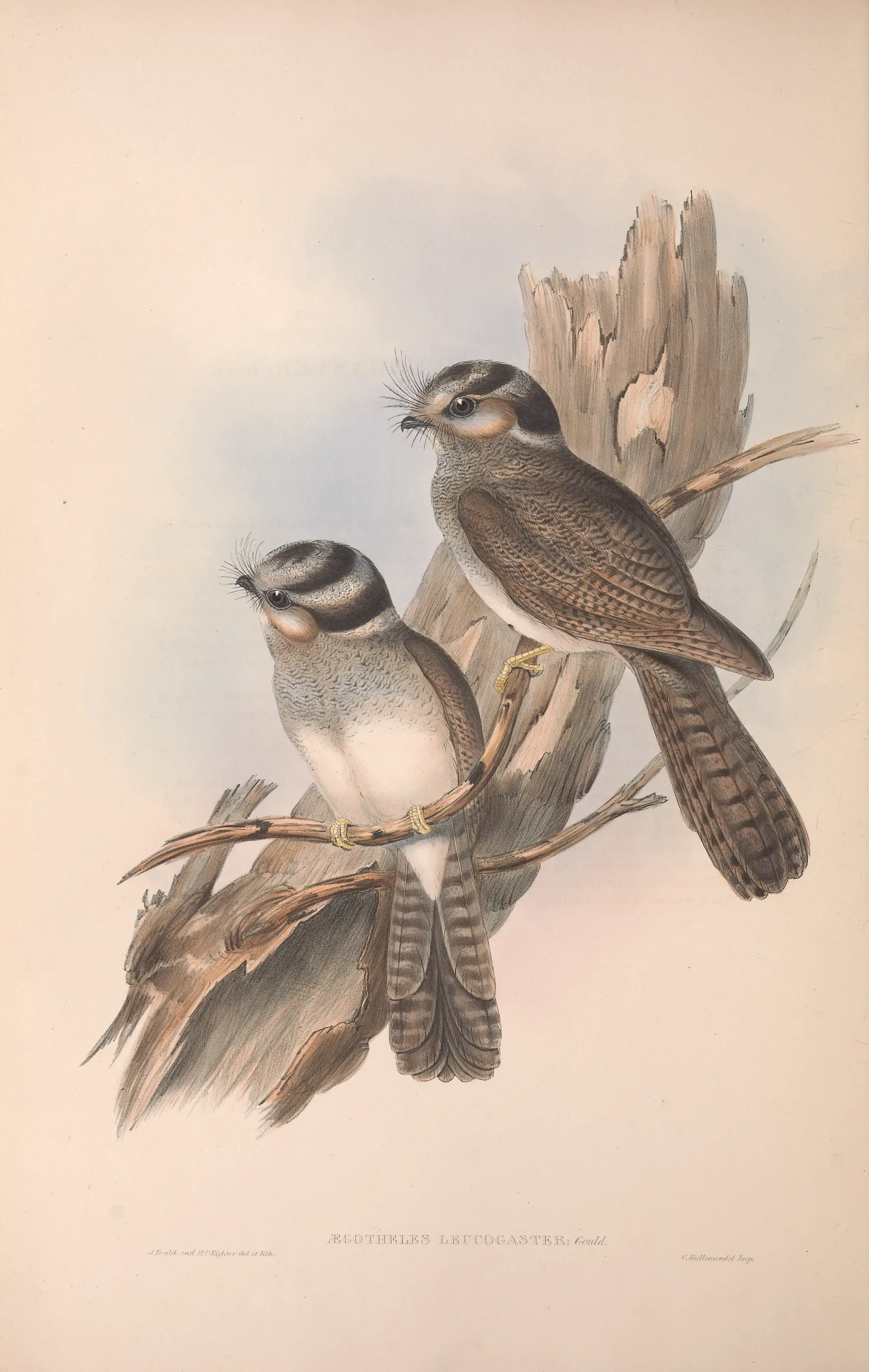 Historical bird plate: Australian Owlet-nightjar