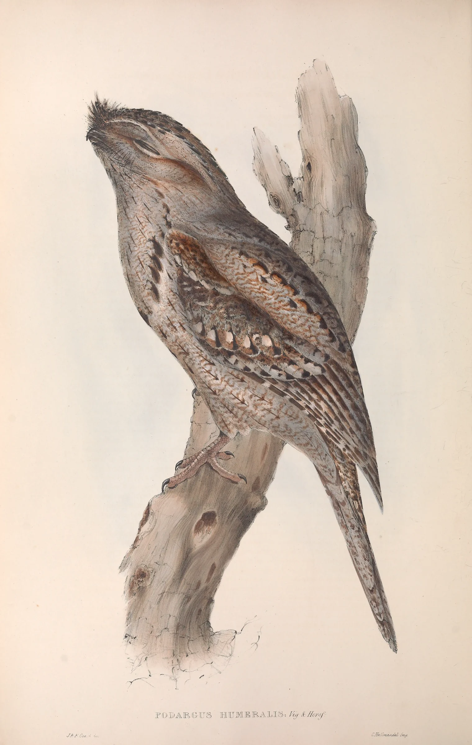 Historical bird plate: Tawny Frogmouth