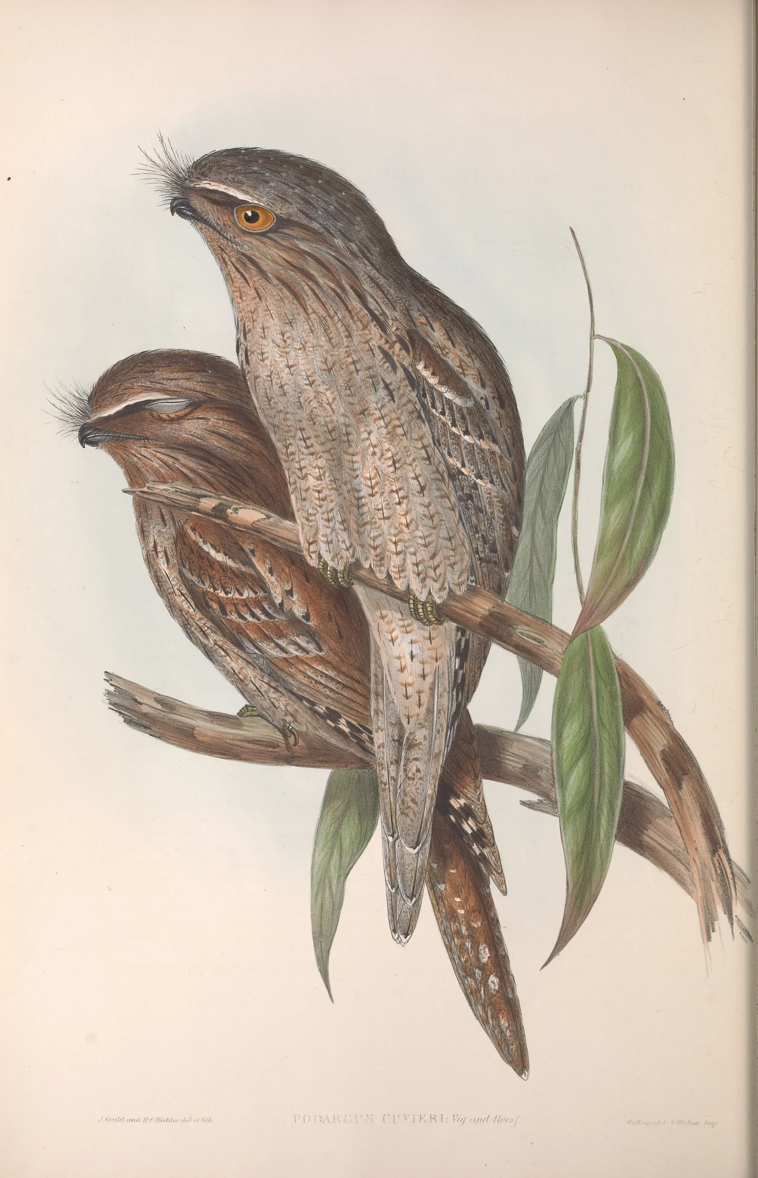 Historical bird plate: Tawny Frogmouth