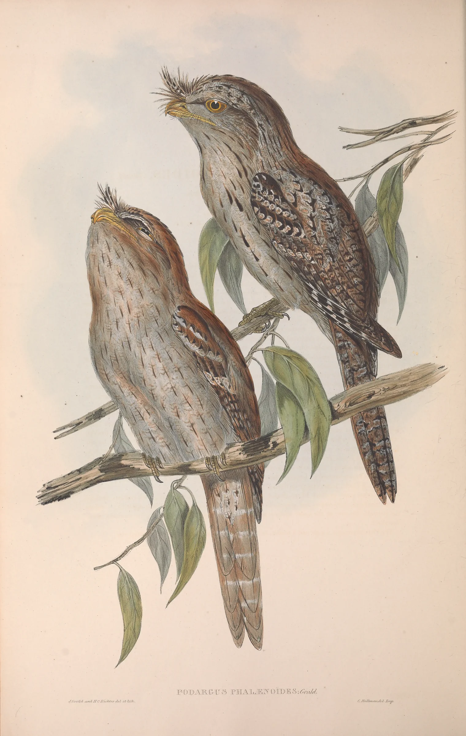 Historical bird plate: Tawny Frogmouth