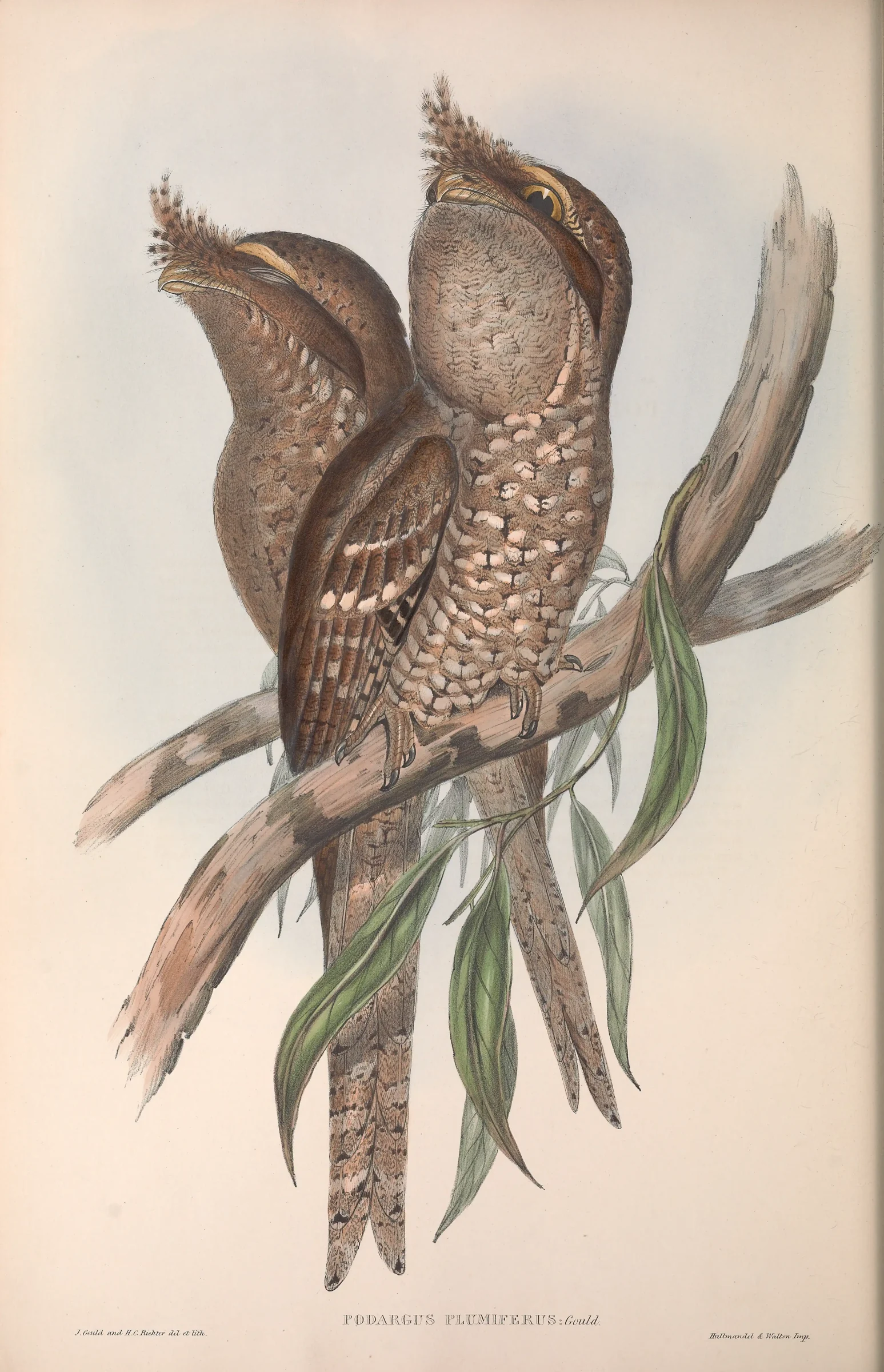 Historical bird plate: Marbled Frogmouth