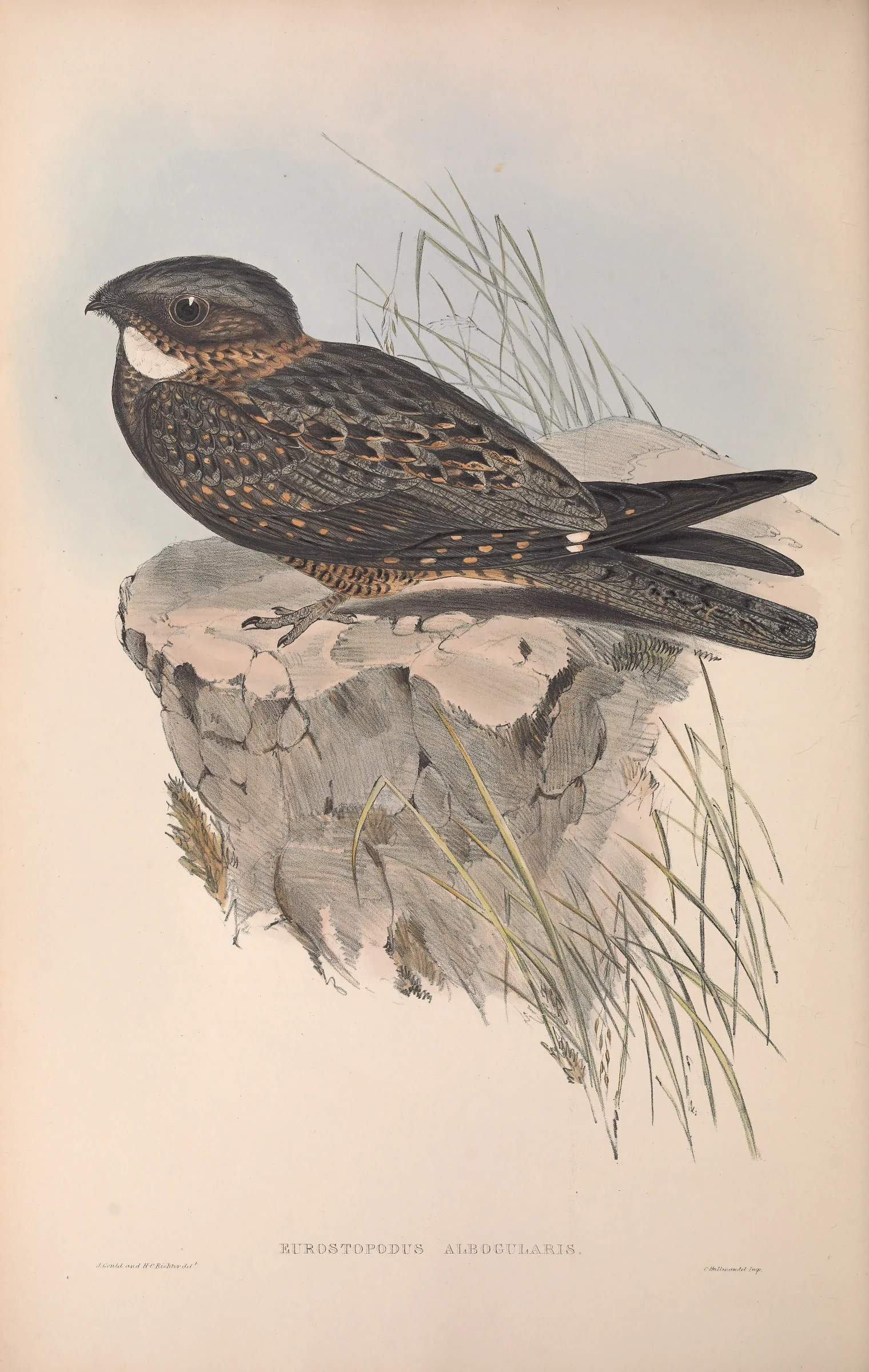 Historical bird plate: White-throated Nightjar