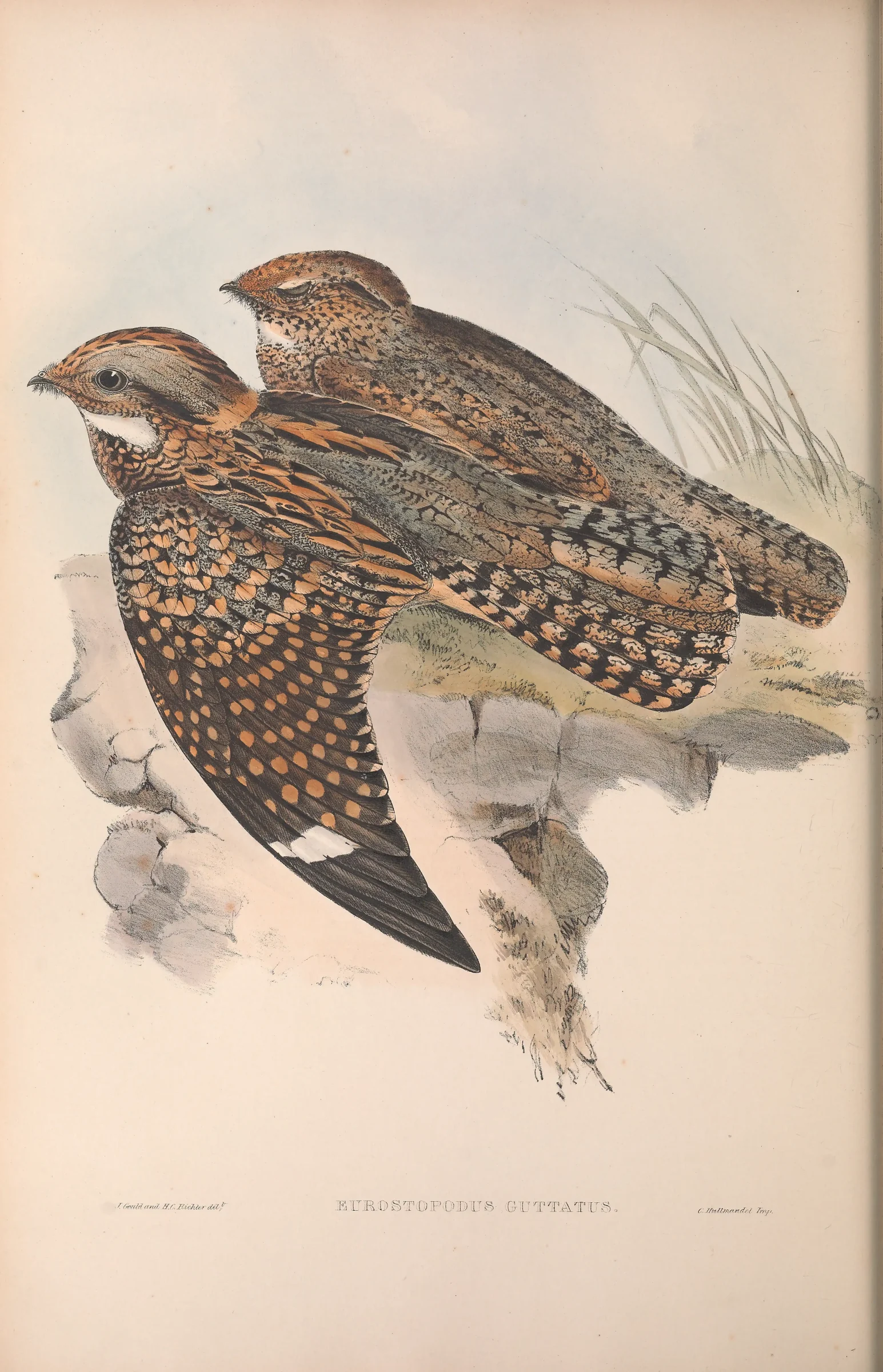 Historical bird plate: Spotted Nightjar