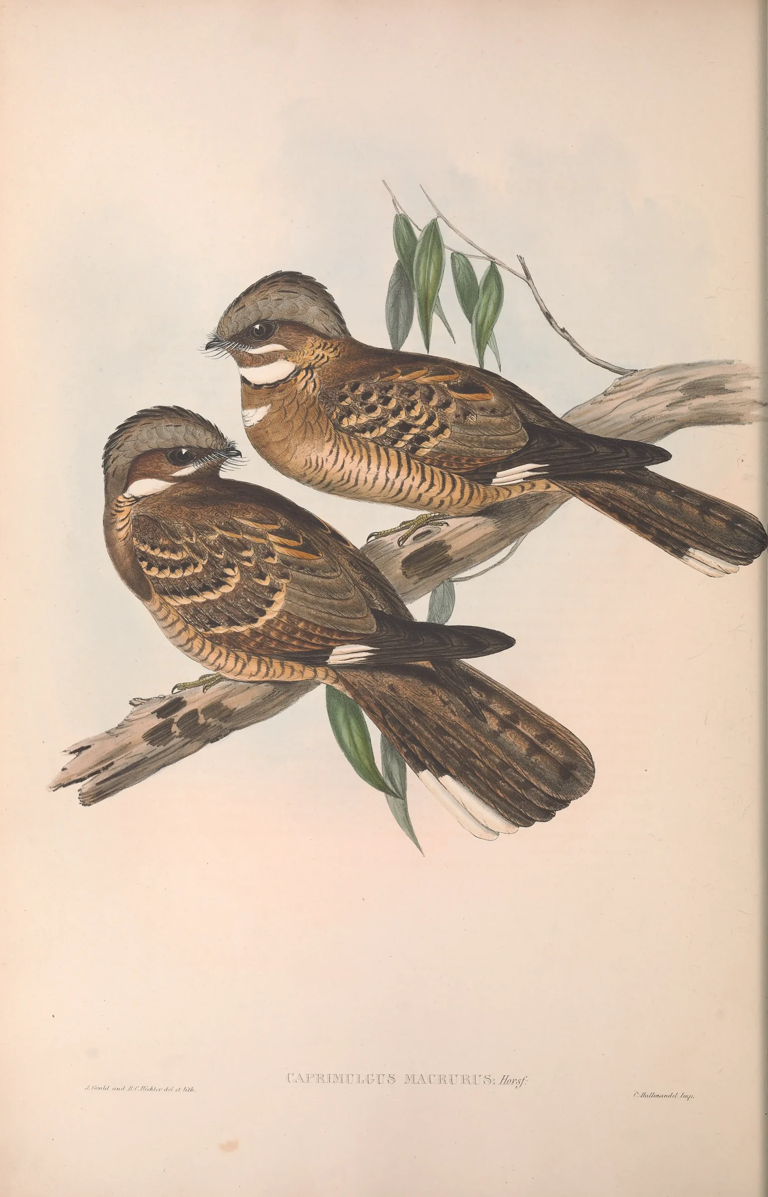 Historical bird plate: Large-tailed Nightjar