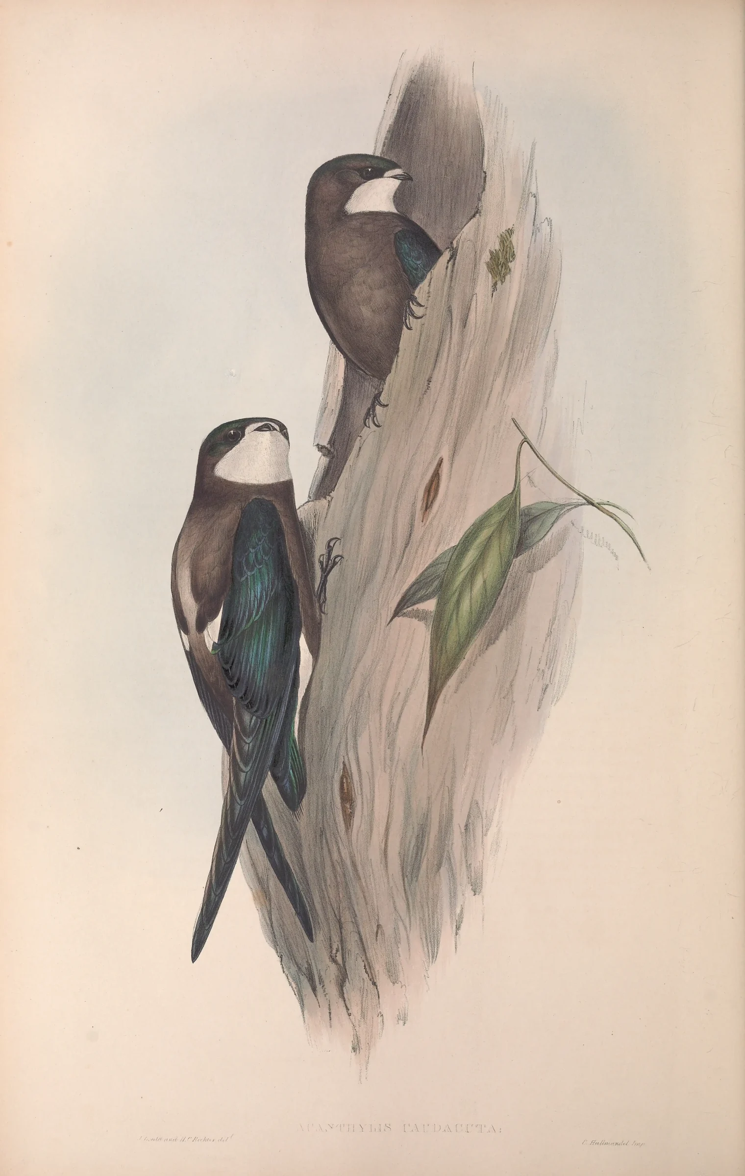 Historical bird plate: White-throated Needletail