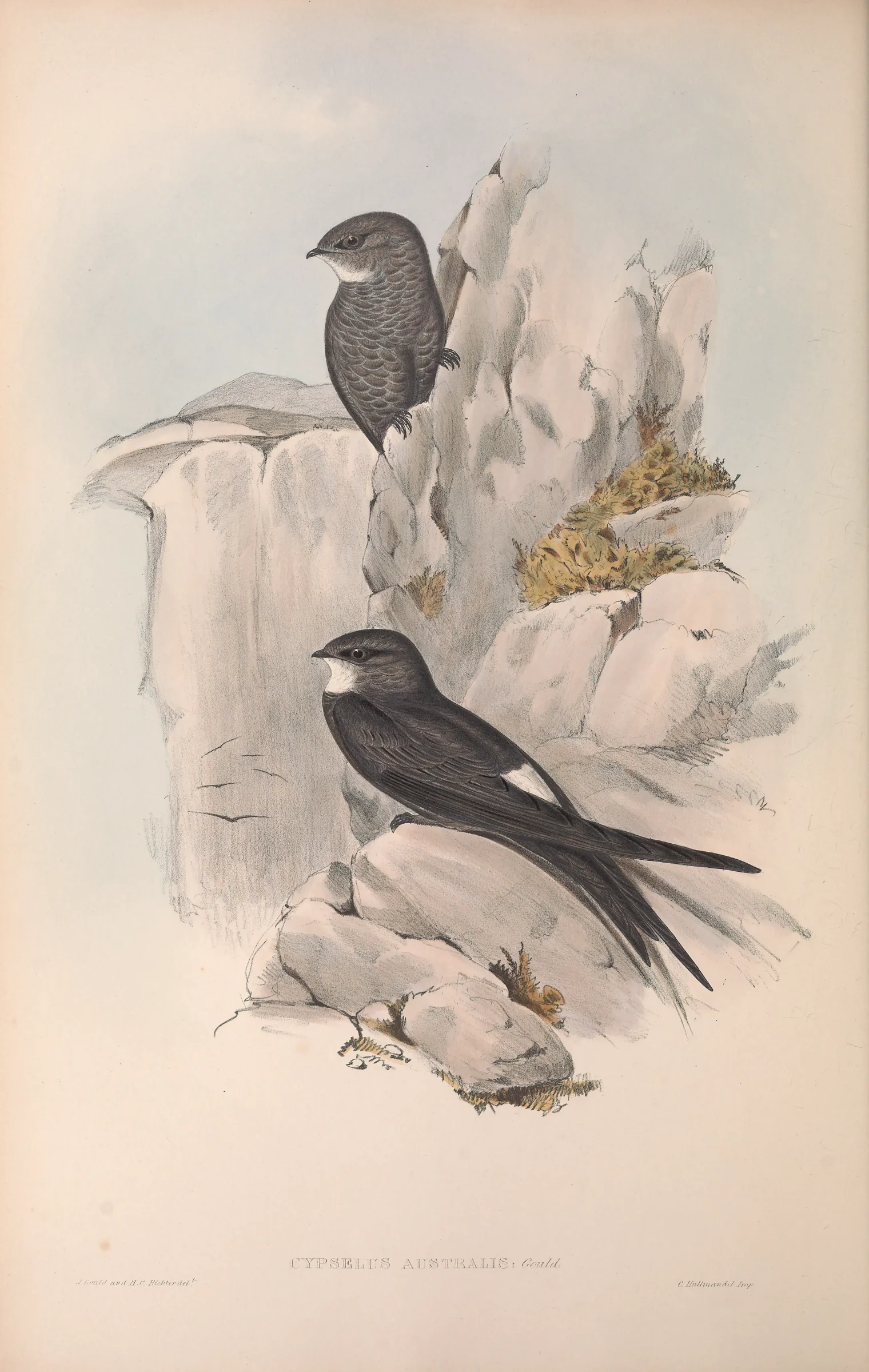 Historical bird plate: Fork-tailed Swift