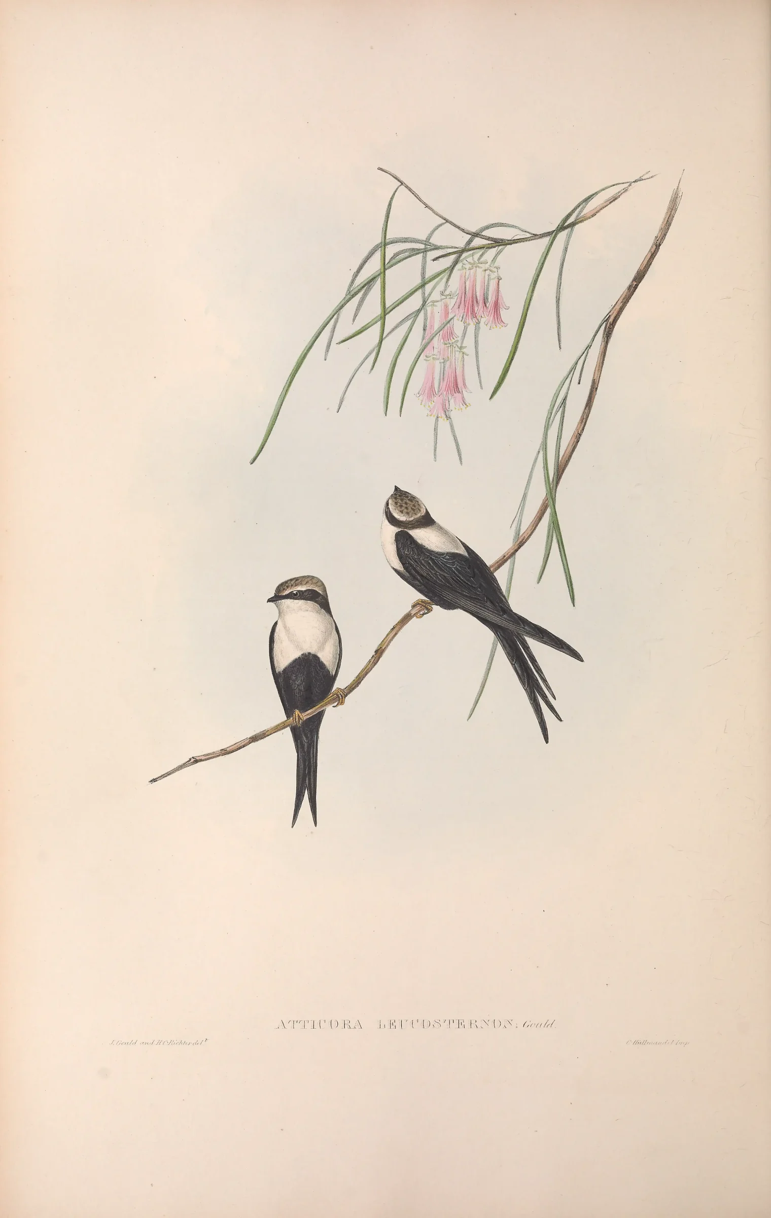 Historical bird plate: White-backed Swallow
