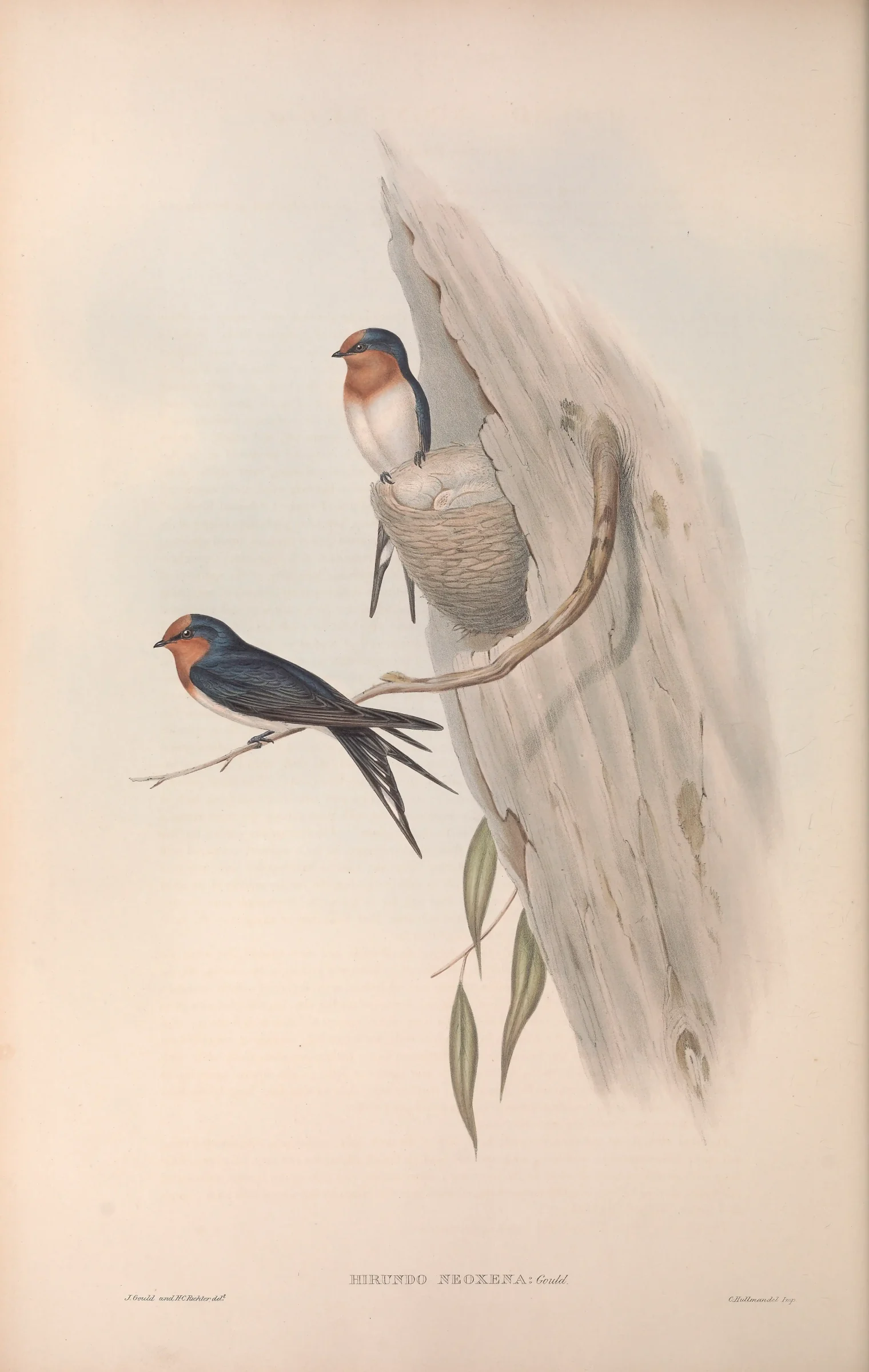 Historical bird plate: Welcome Swallow