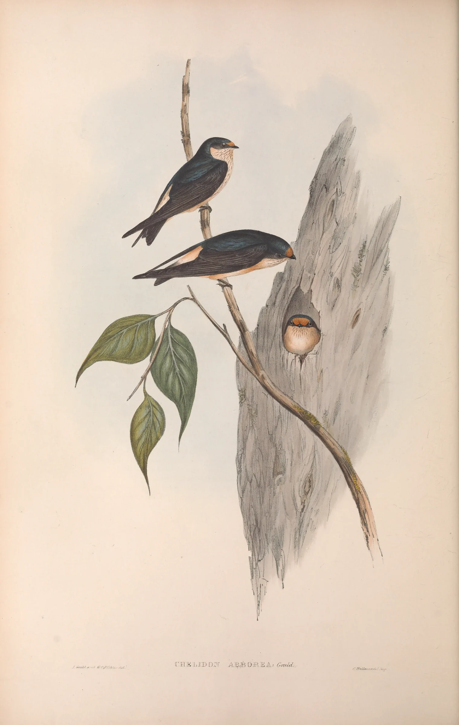 Historical bird plate: Tree Martin