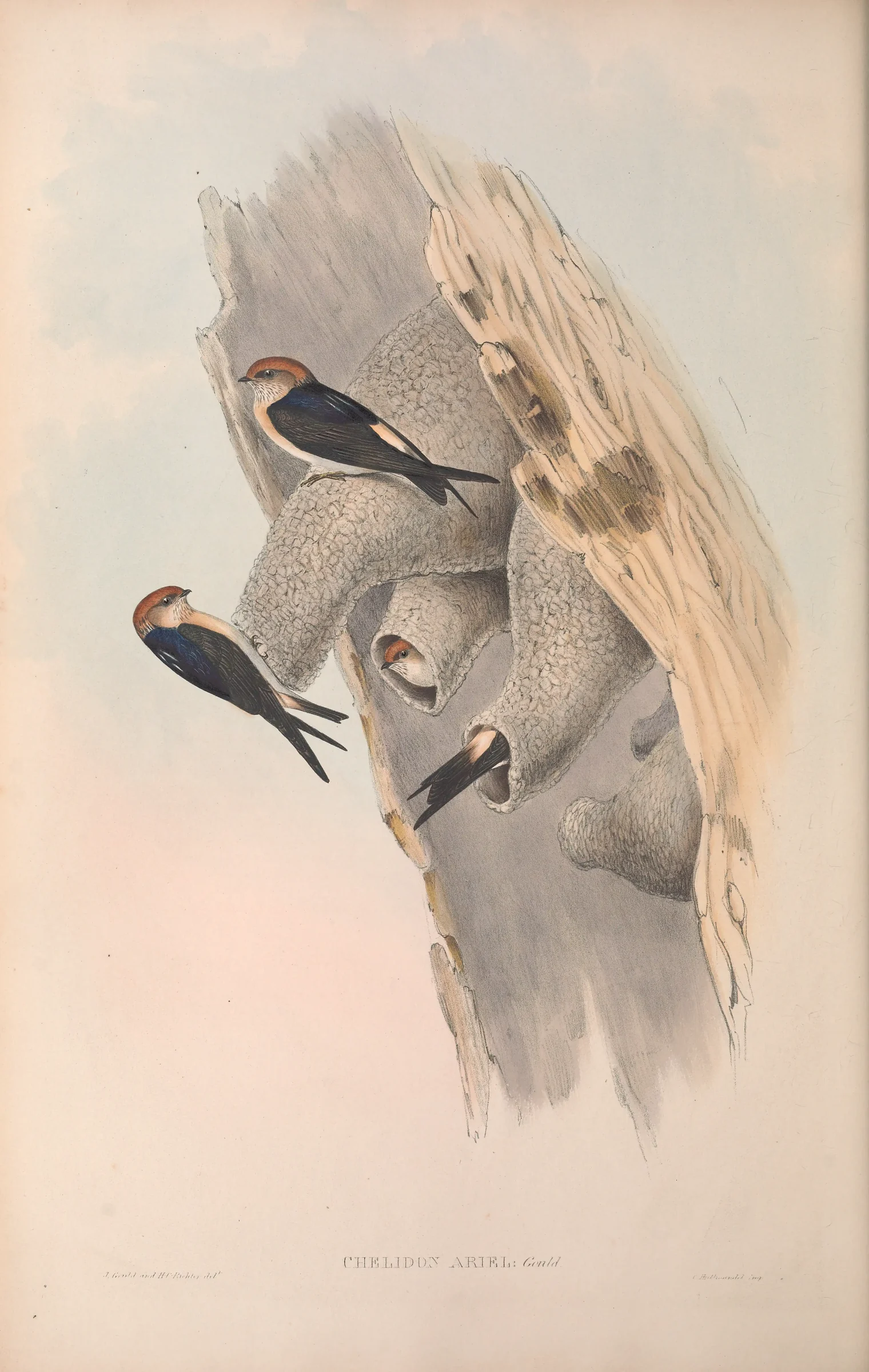 Historical bird plate: Fairy Martin