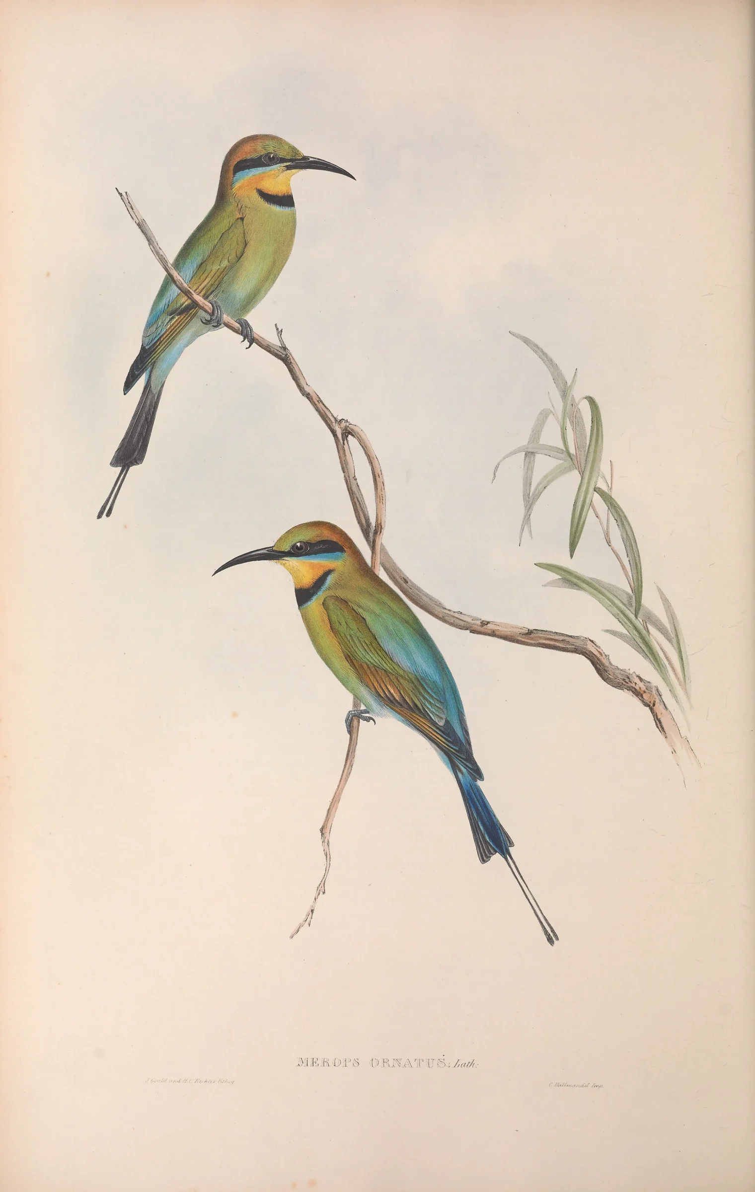 Historical bird plate: Rainbow Bee-eater