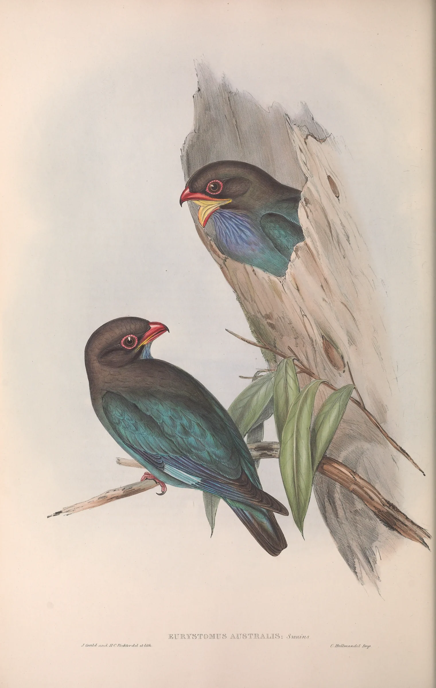 Historical bird plate: Oriental Dollarbird