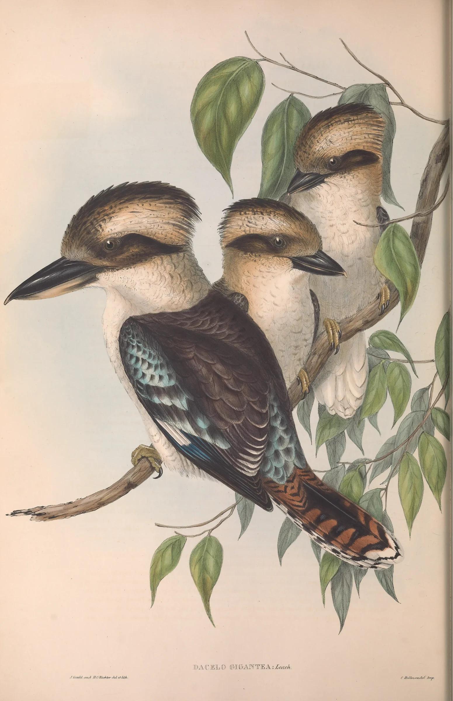 Historical bird plate: Laughing Kookaburra