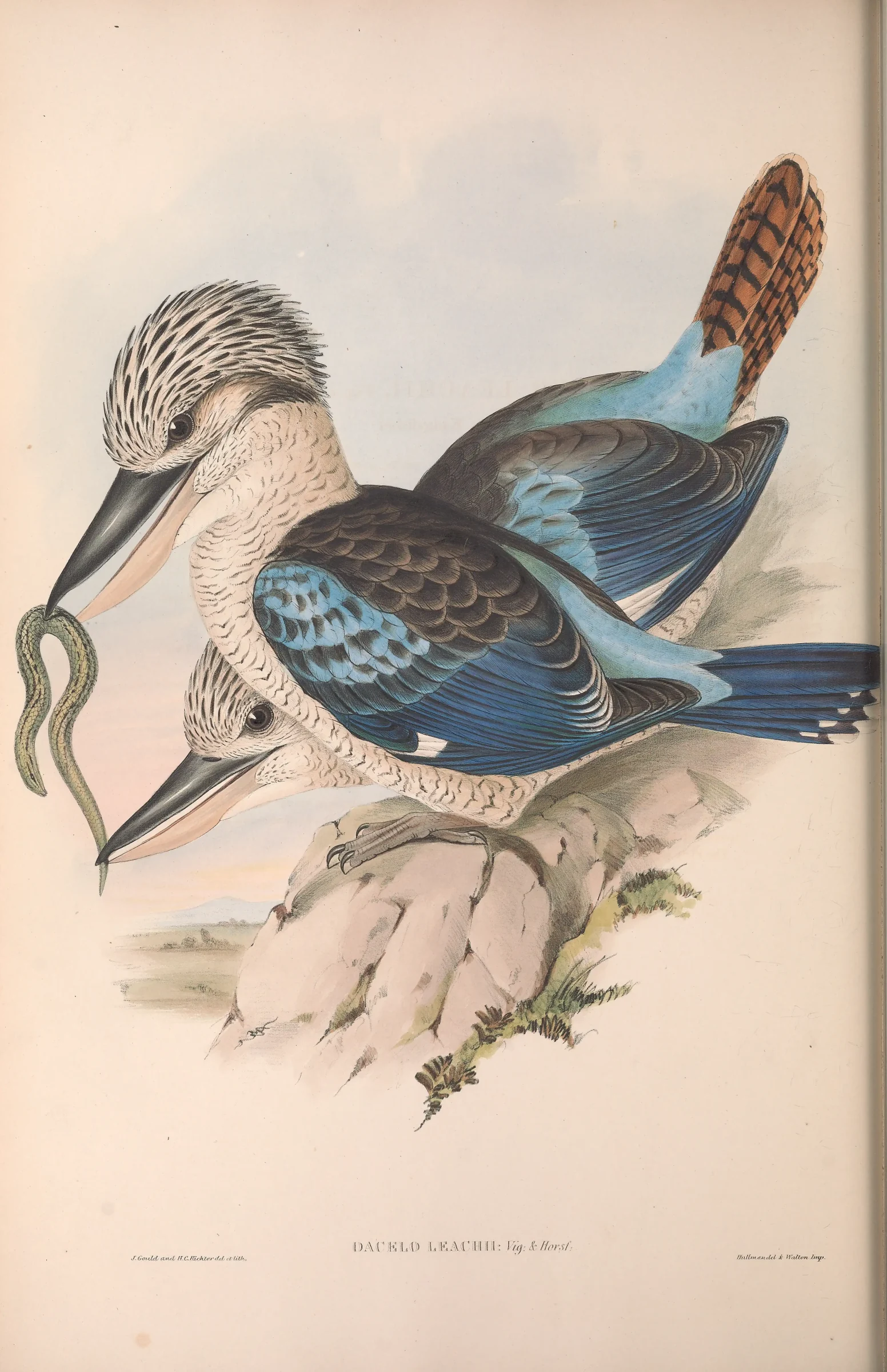 Historical bird plate: Blue-winged Kookaburra
