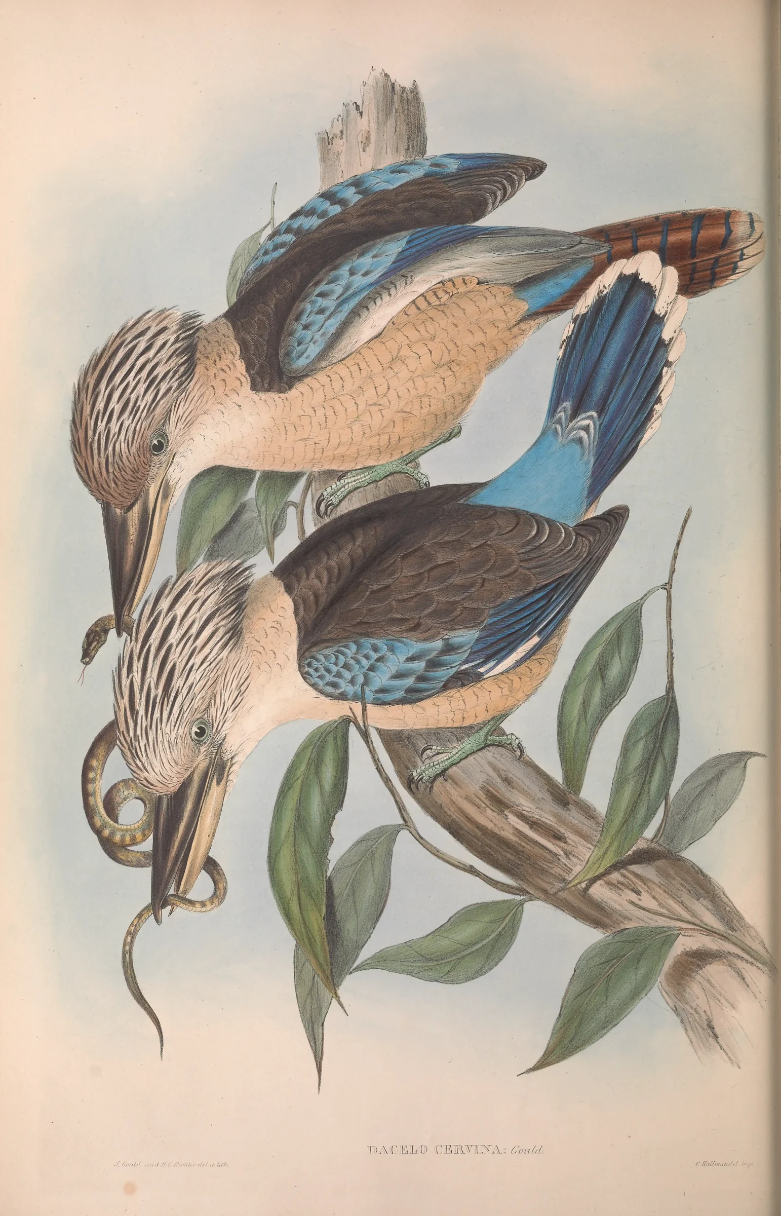 Historical bird plate: Blue-winged Kookaburra