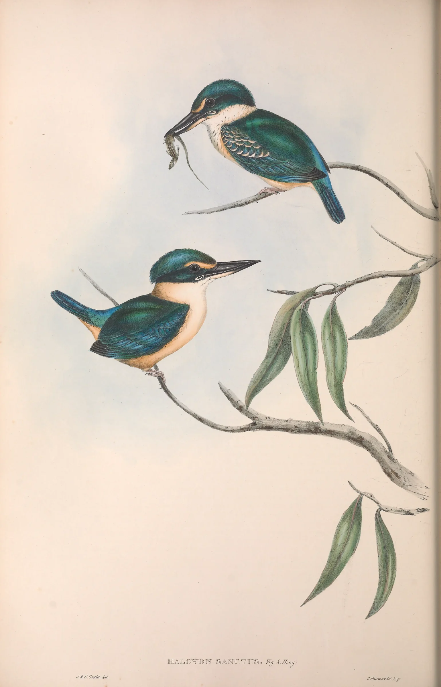 Historical bird plate: Sacred Kingfisher