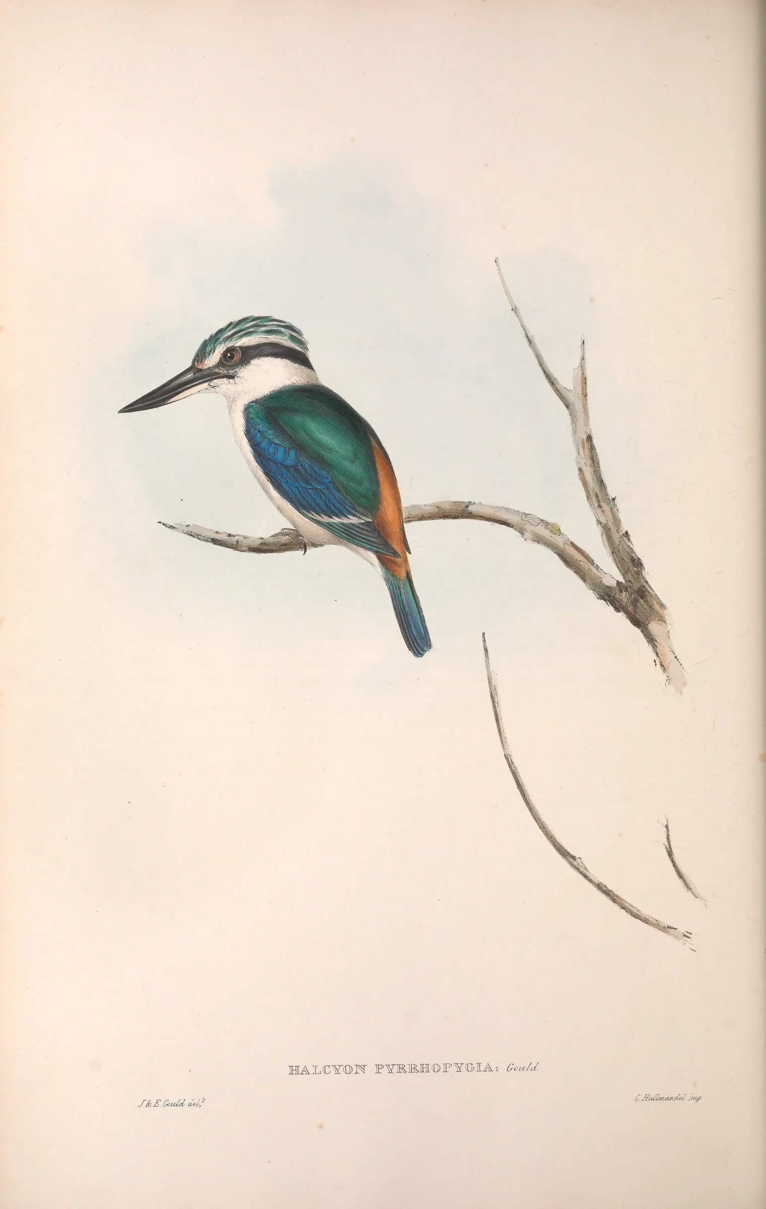 Historical bird plate: Red-backed Kingfisher