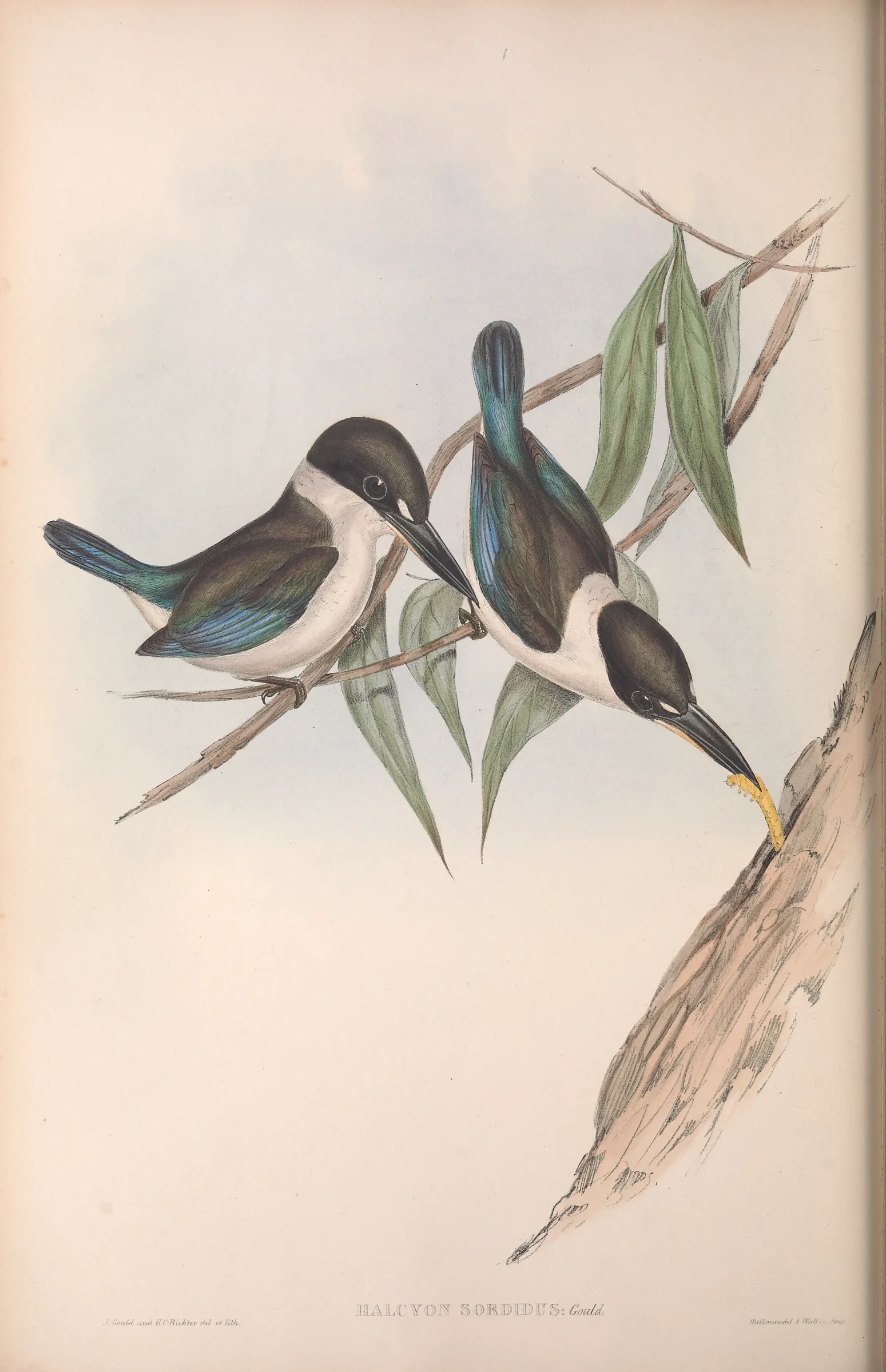 Historical bird plate: Torresian Kingfisher