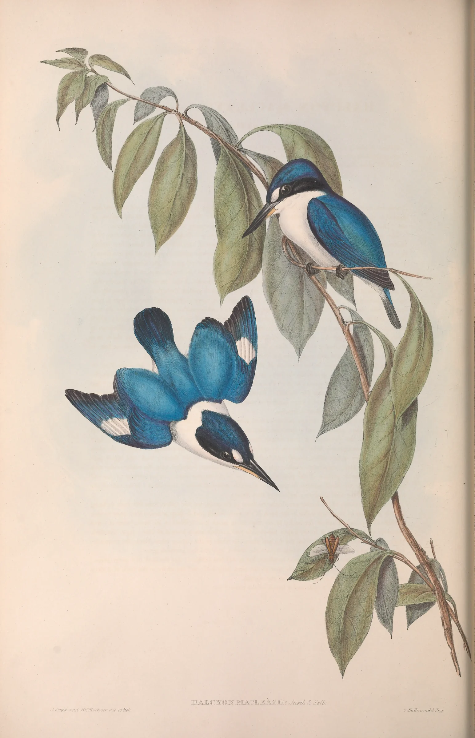 Historical bird plate: Forest Kingfisher