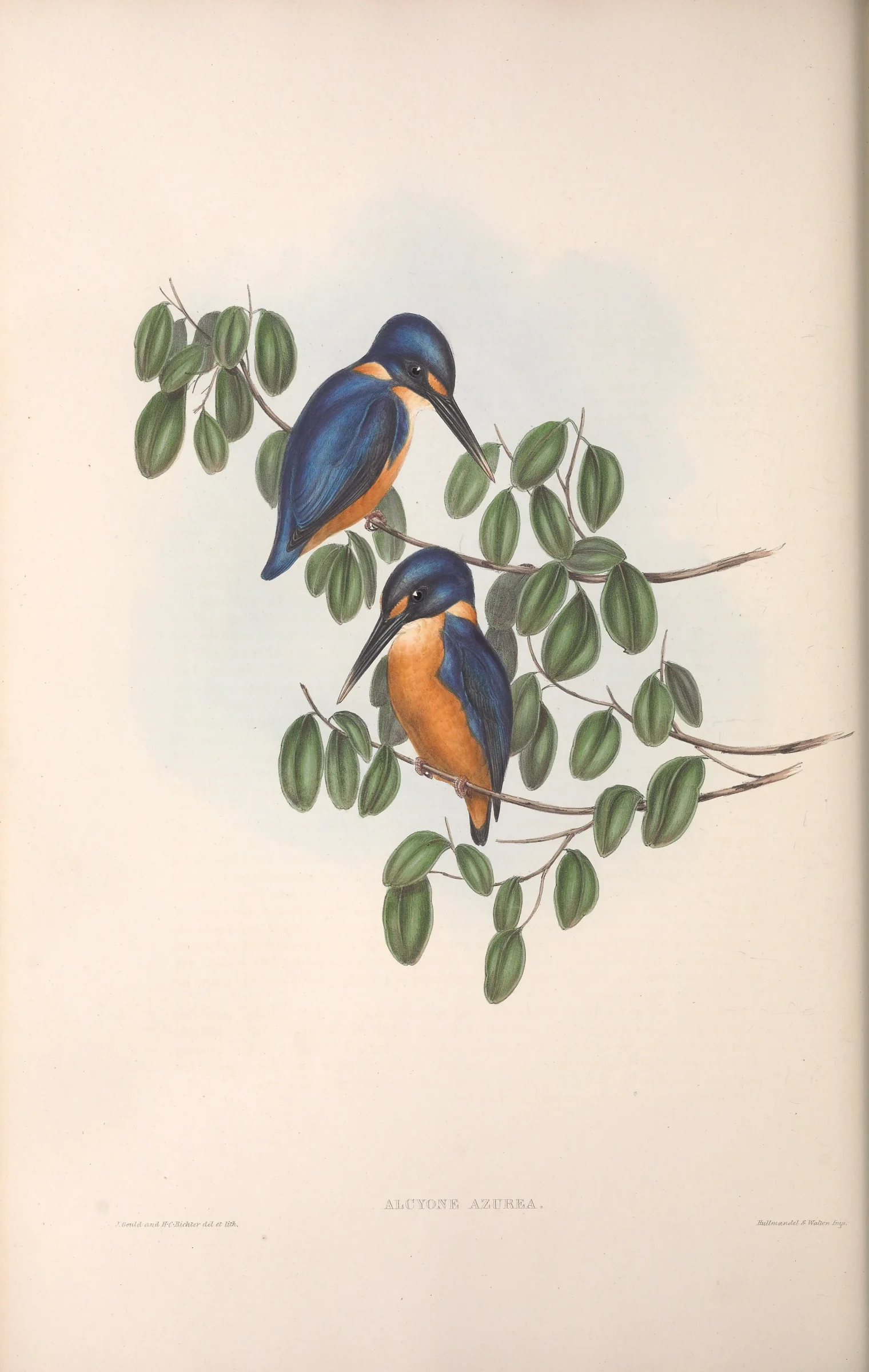Historical bird plate: Azure Kingfisher