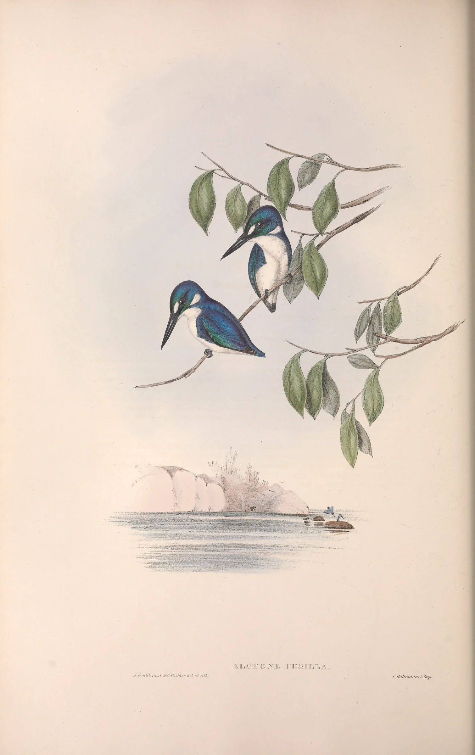 Historical bird plate: Little Kingfisher
