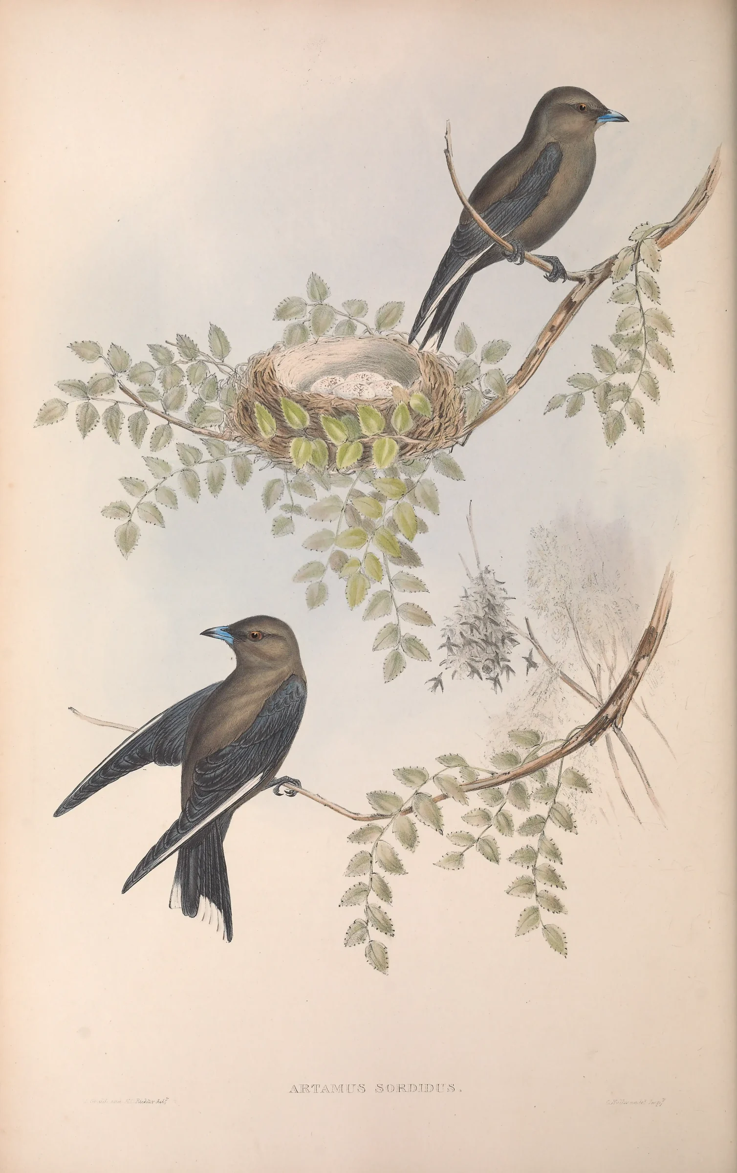 Historical bird plate: Dusky Woodswallow
