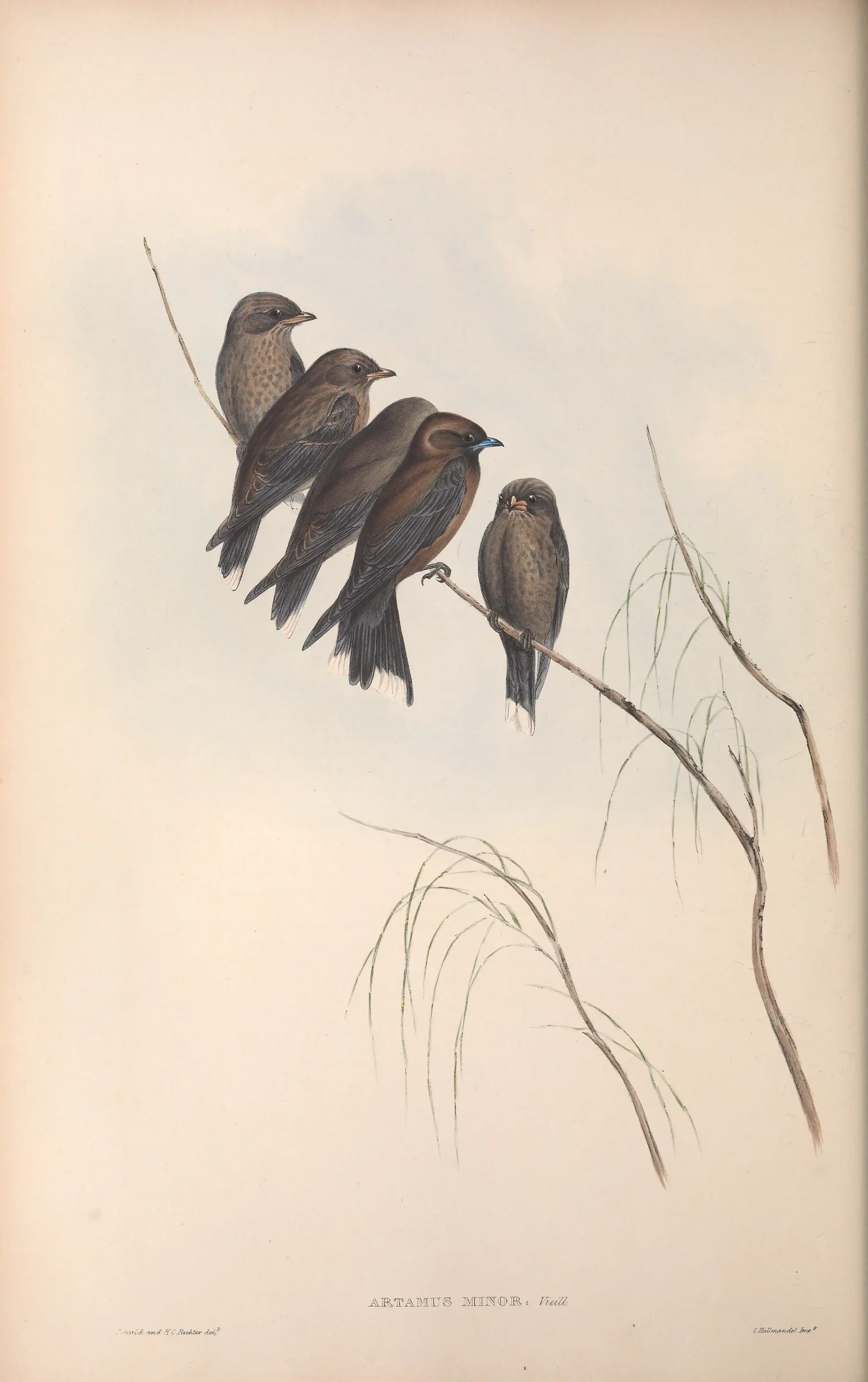 Historical bird plate: Little Woodswallow