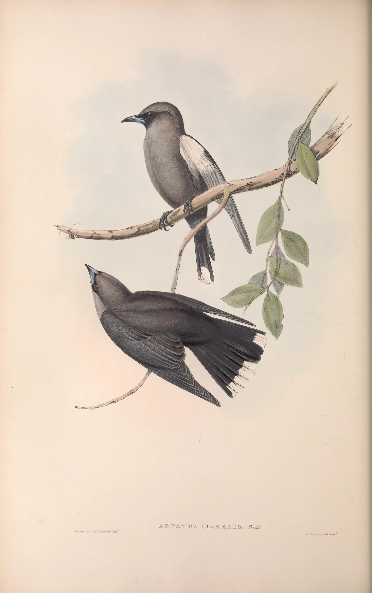 Historical bird plate: Black-faced Woodswallow