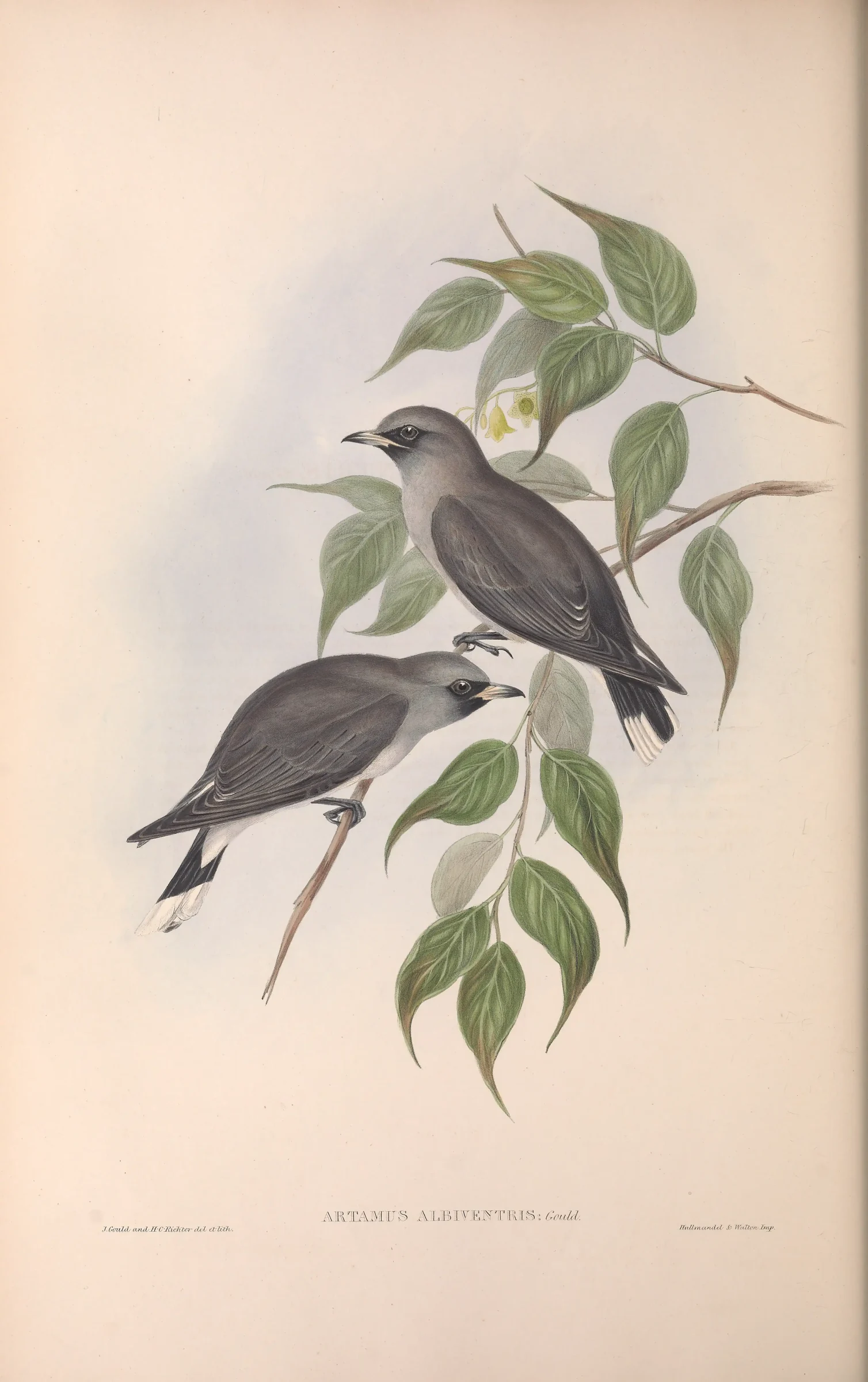 Historical bird plate: Black-faced Woodswallow