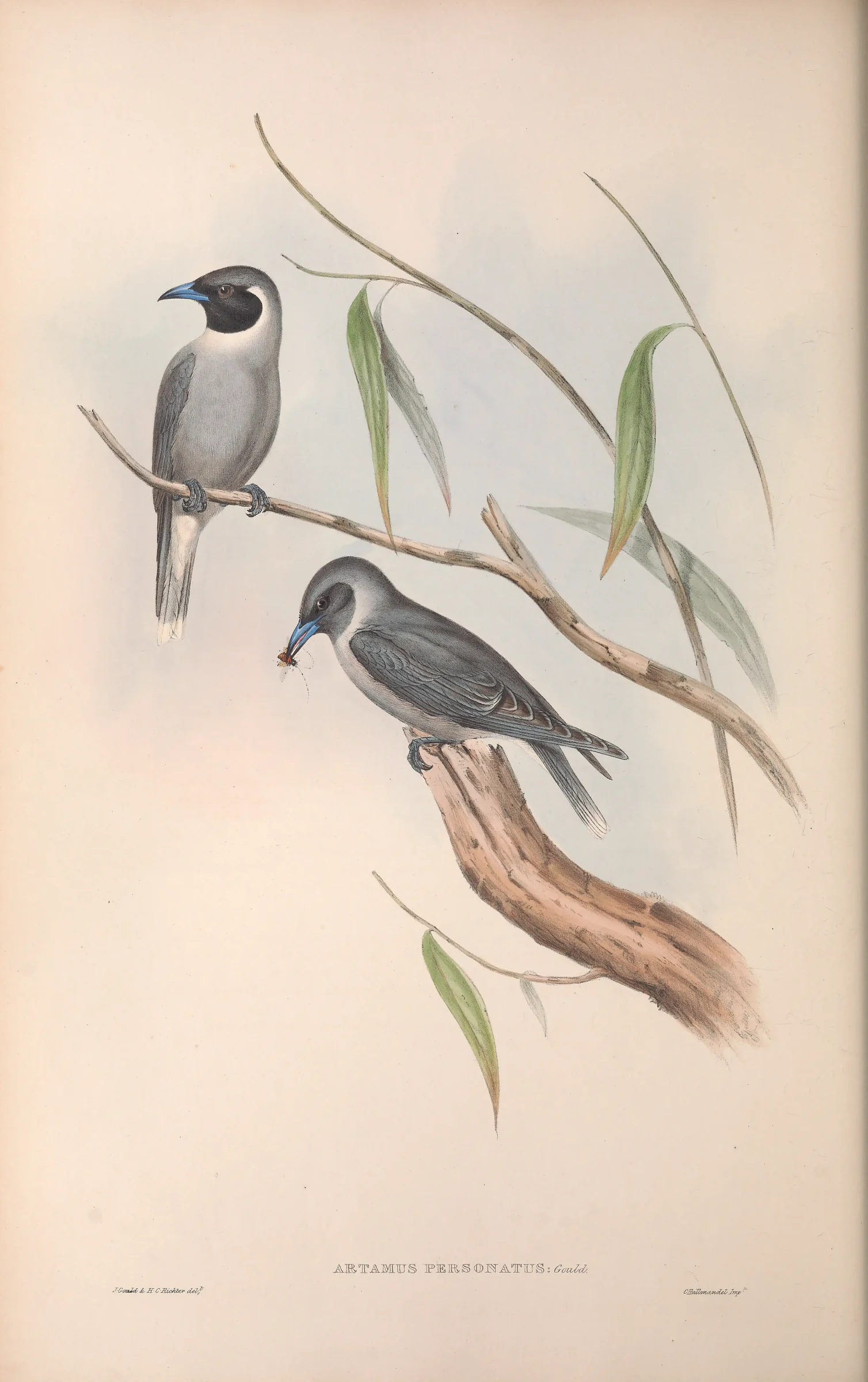 Historical bird plate: Masked Woodswallow