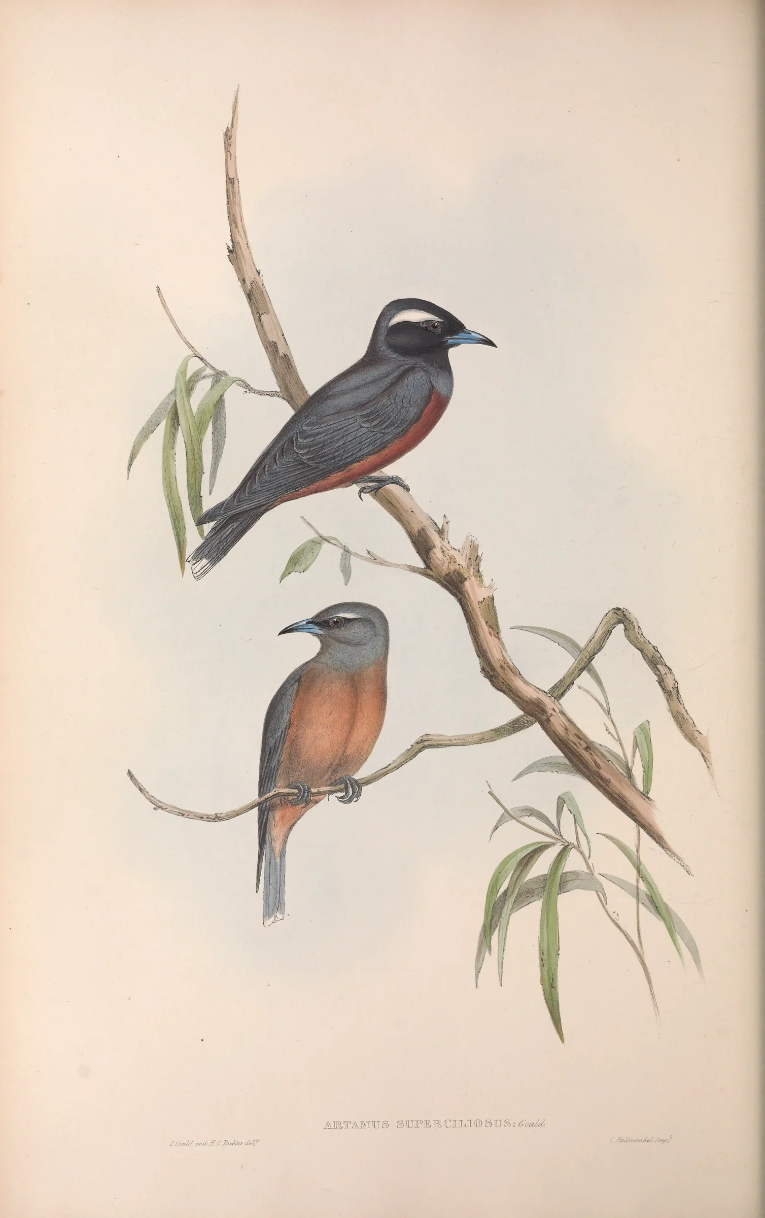 Historical bird plate: White-browed Woodswallow