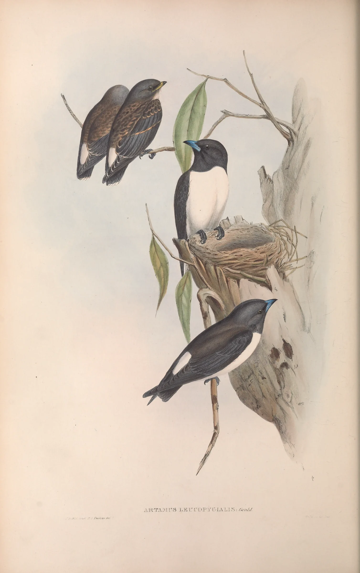 Historical bird plate: White-breasted Woodswallow