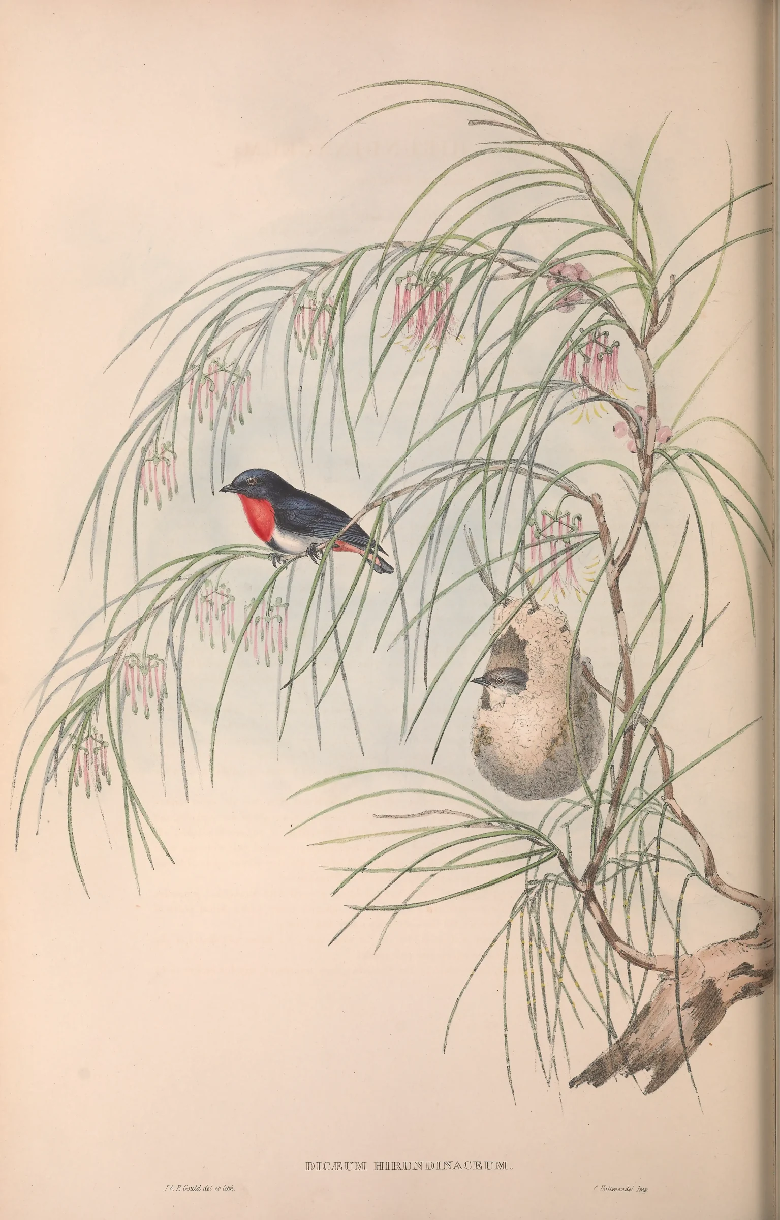 Historical bird plate: Mistletoebird