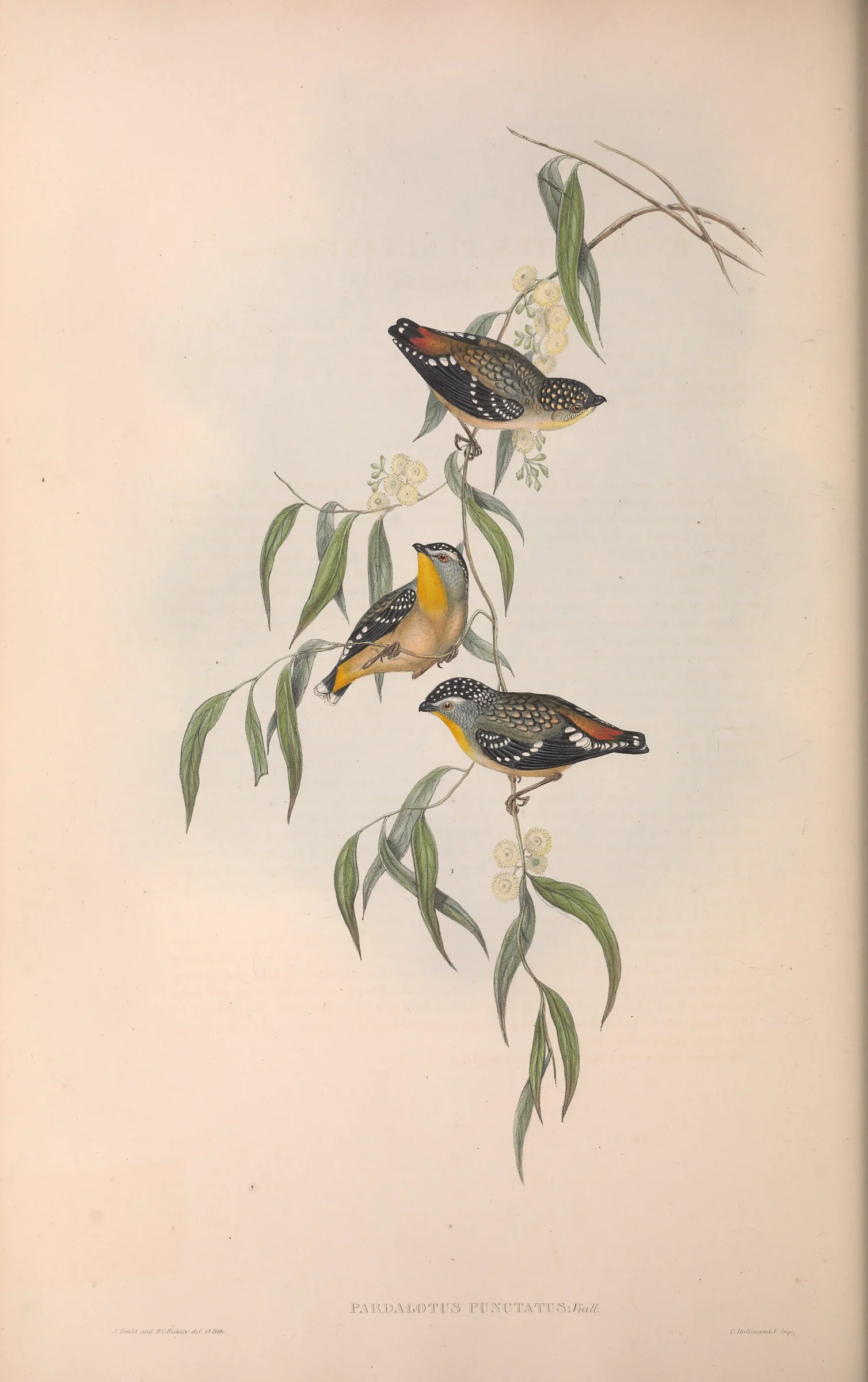 Historical bird plate: Spotted Pardalote