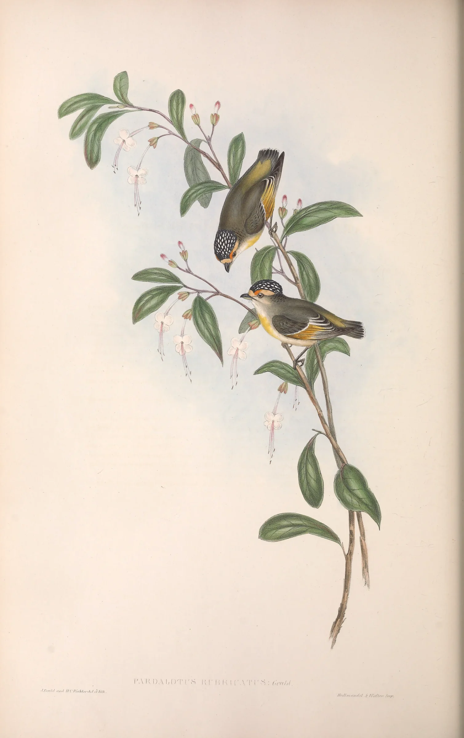 Historical bird plate: Red-browed Pardalote