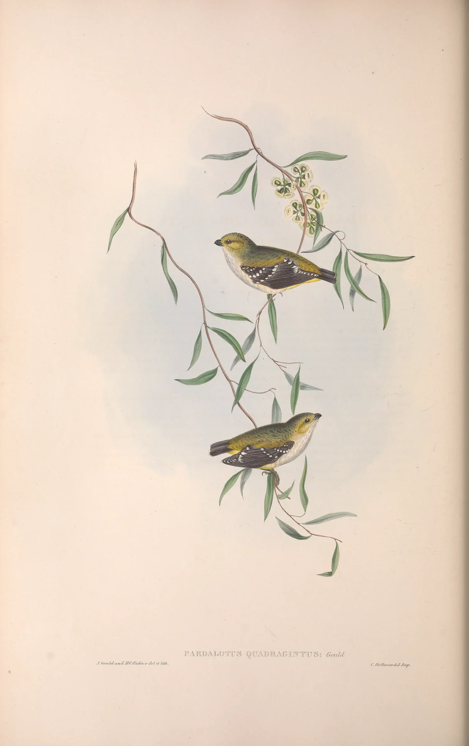 Historical bird plate: Forty-spotted Pardalote