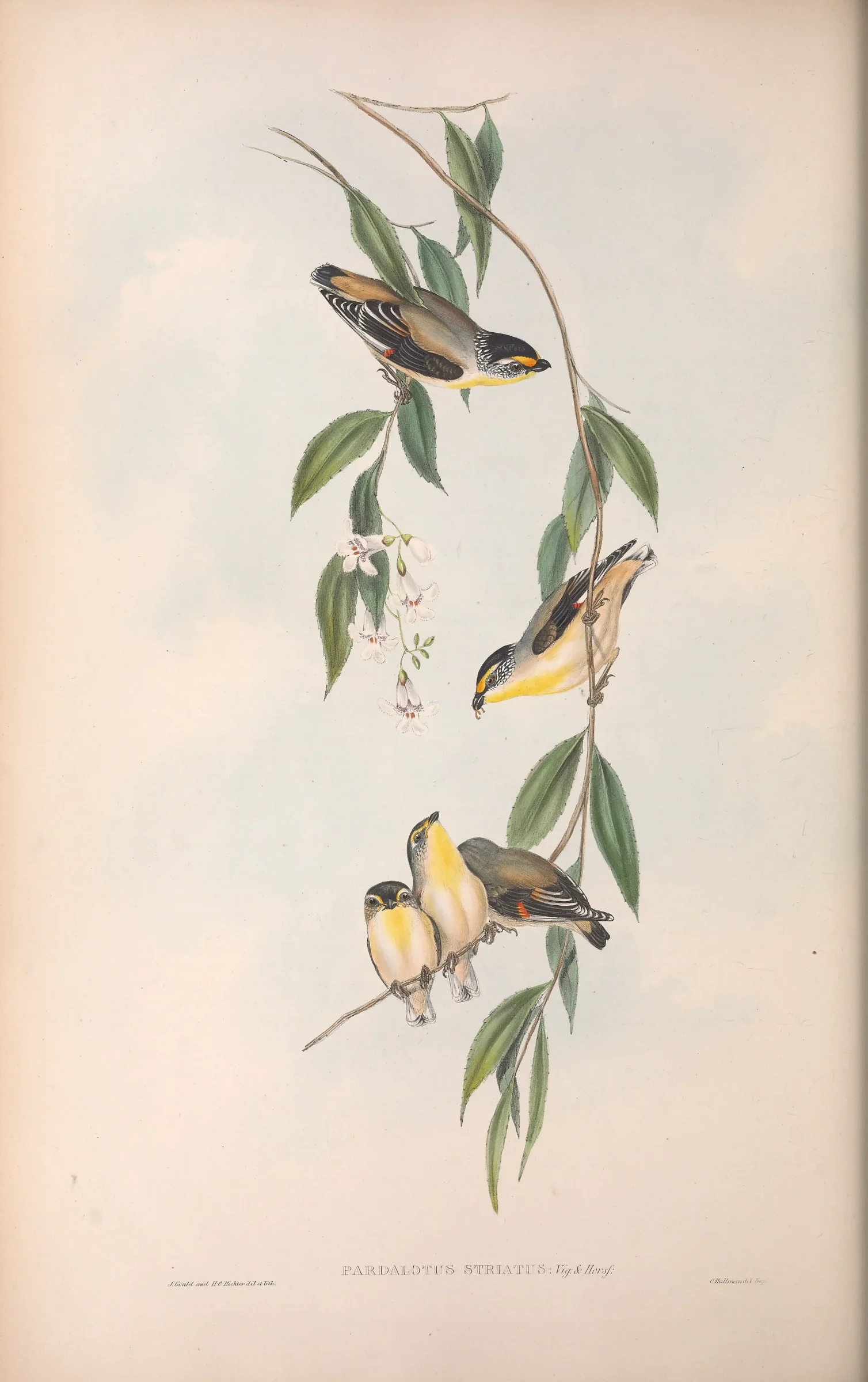 Historical bird plate: Striated Pardalote