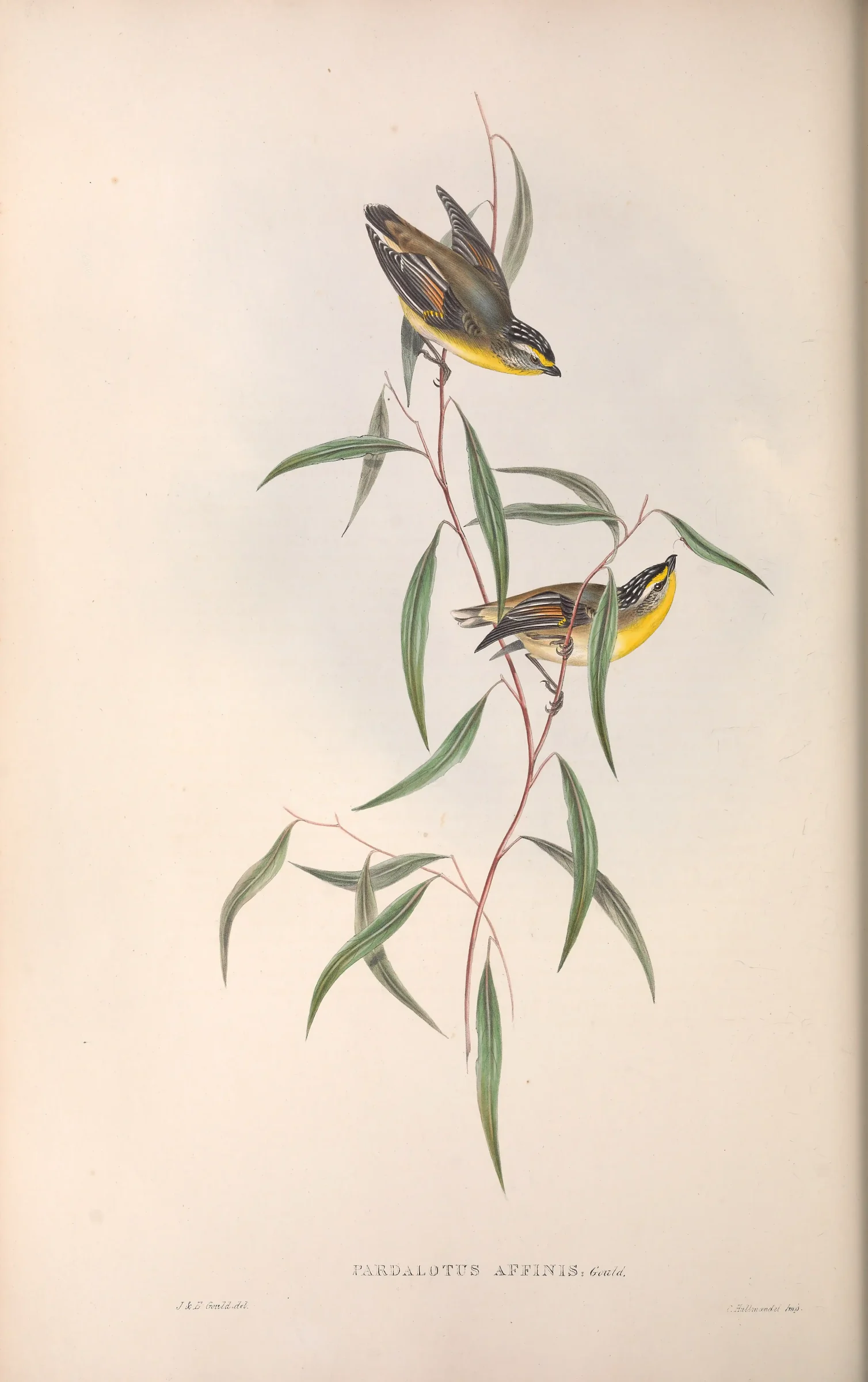 Historical bird plate: Striated Pardalote