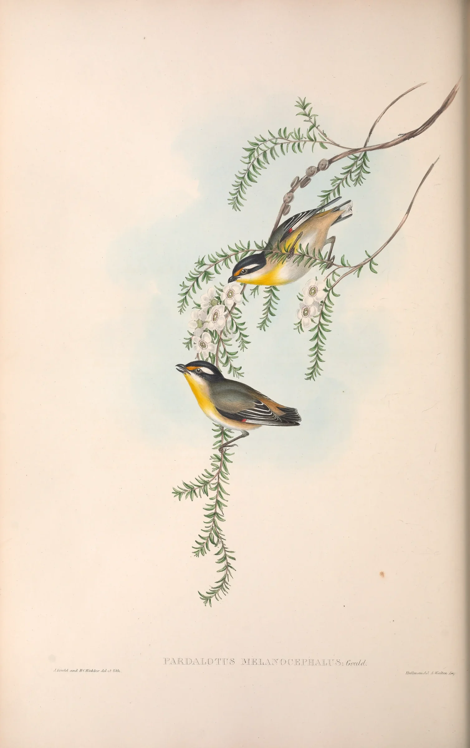 Historical bird plate: Striated Pardalote