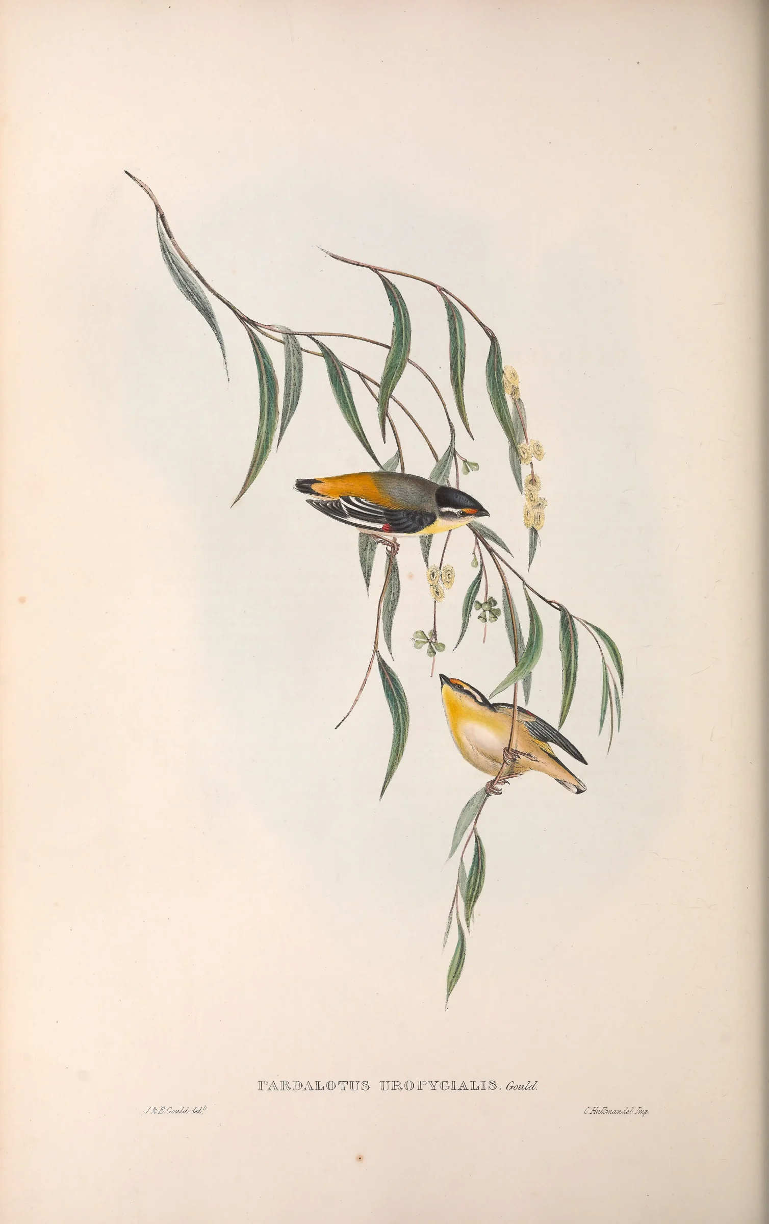 Historical bird plate: Striated Pardalote